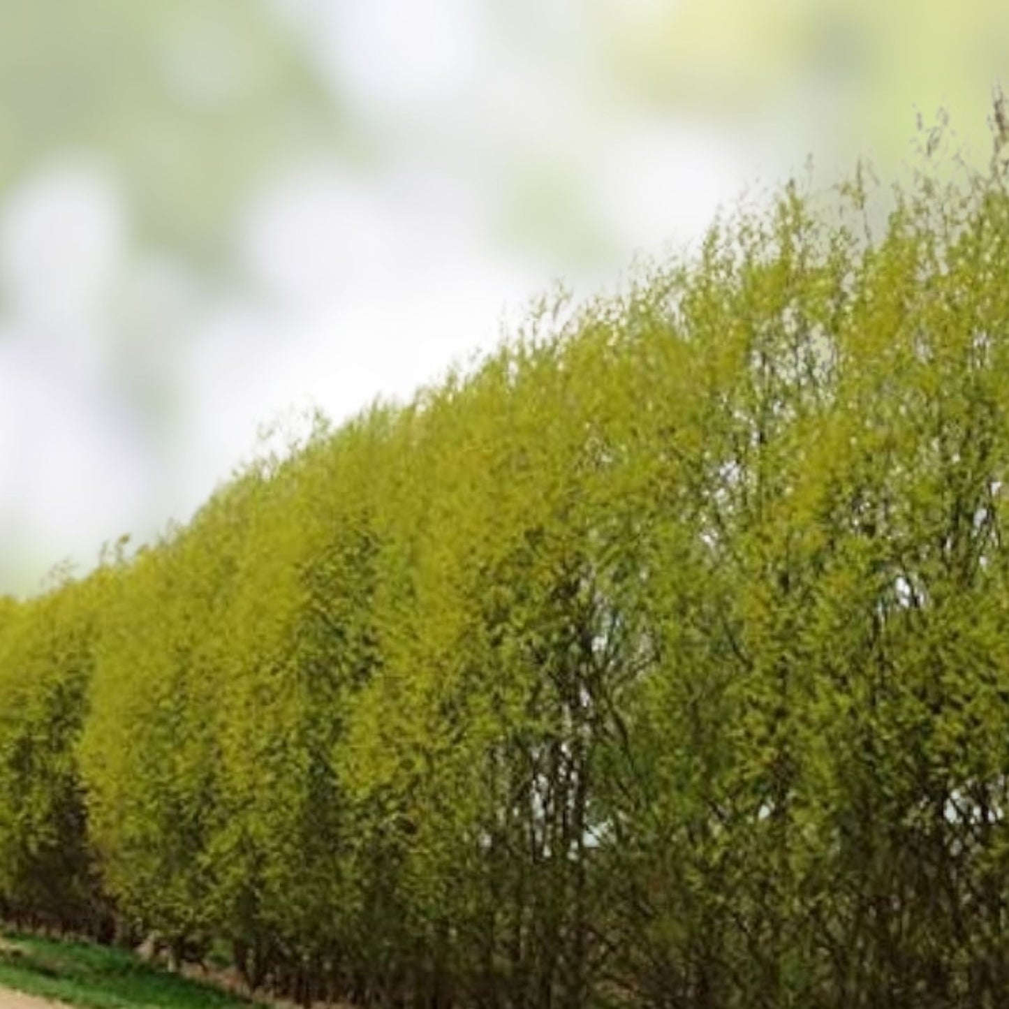 Hybrid Willow Cuttings - 20 Pencil Size or Smaller - Salix × sepulcralis - Live Plant Propagation Material