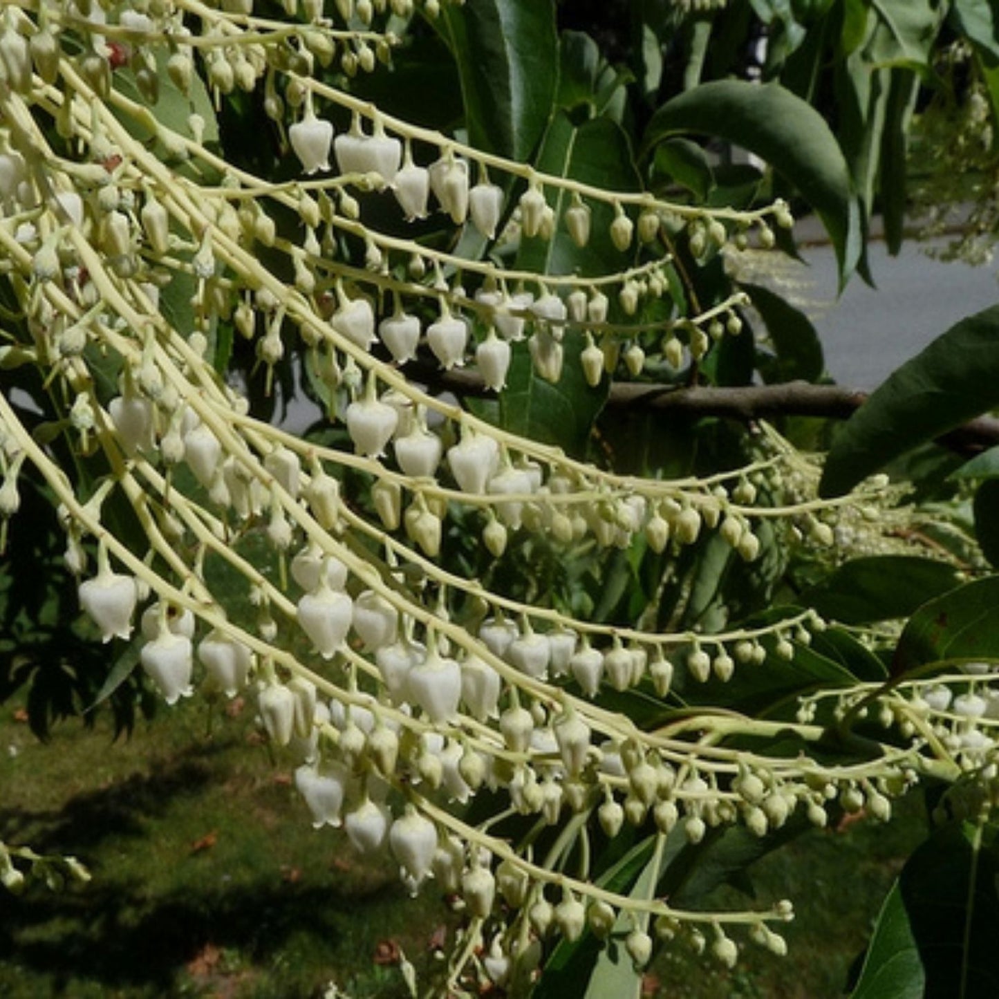 Lily of the Valley Tree Seeds - 100 Seeds, Sourwood, Oxydendrum arboreum, Ornamental Tree Seeds for Gardening and Landscaping