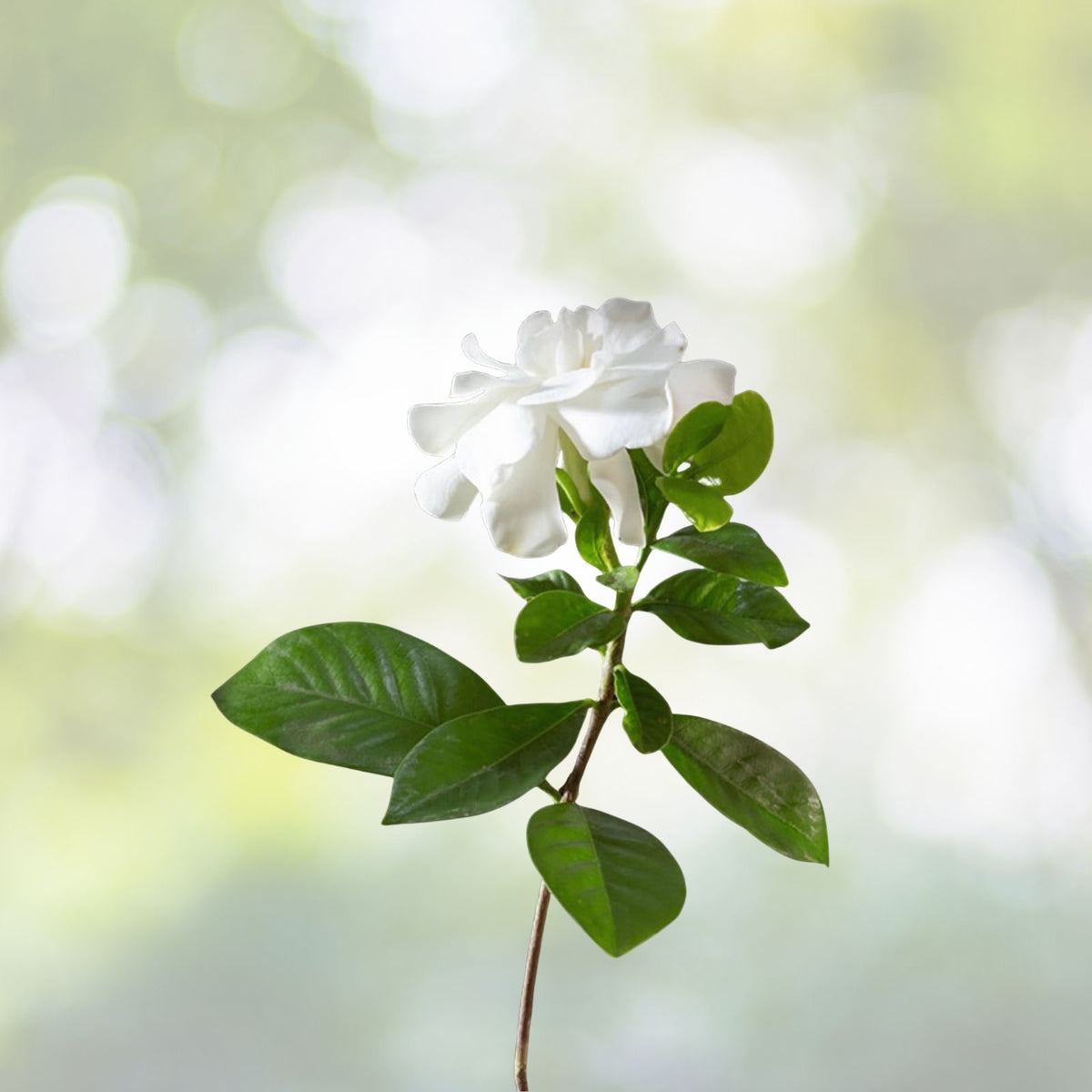 Heirloom Gardenia Bush Live Plant 1.5-2ft White Cape Jasmine Gardenia Jasminoides