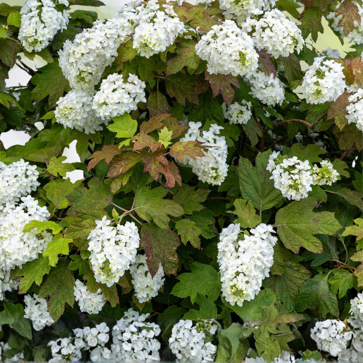 Blush Quill Hydrangea Seeds 85 or 250 Non-GMO Flower Seeds Hydrangea quercifolia Oakleaf Variety