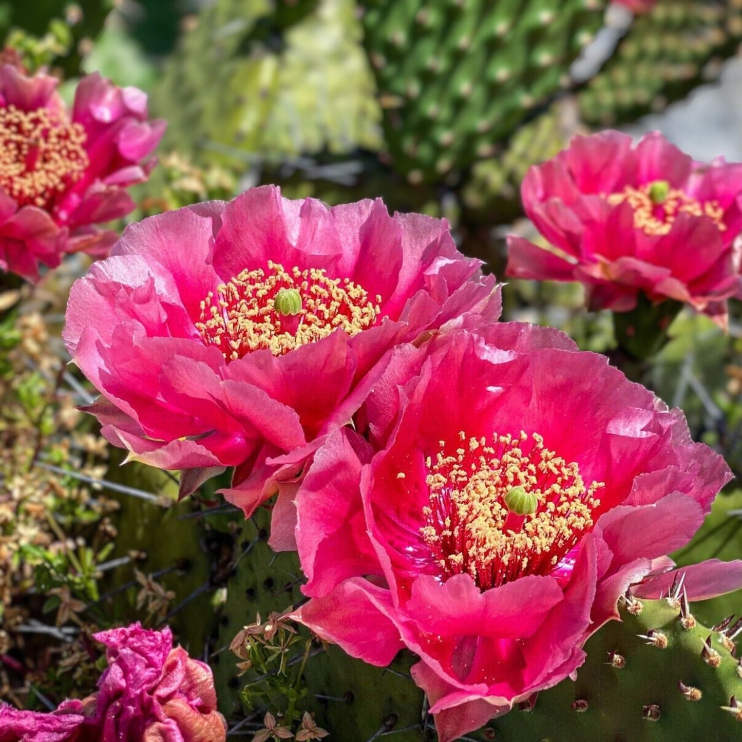 Prickly Pear Cactus Cutting Coral Rose Opuntia debreczyi Succulent for Gardens and Landscapes