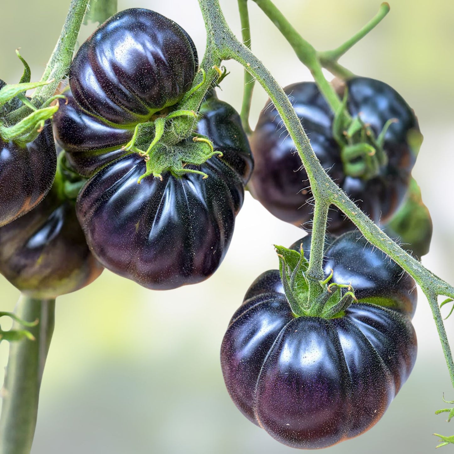 Black Tomato Seeds - 50+ Rare Exotic Black Tomatoes - Solanum lycopersicum - Gourmet Vegetable Seeds