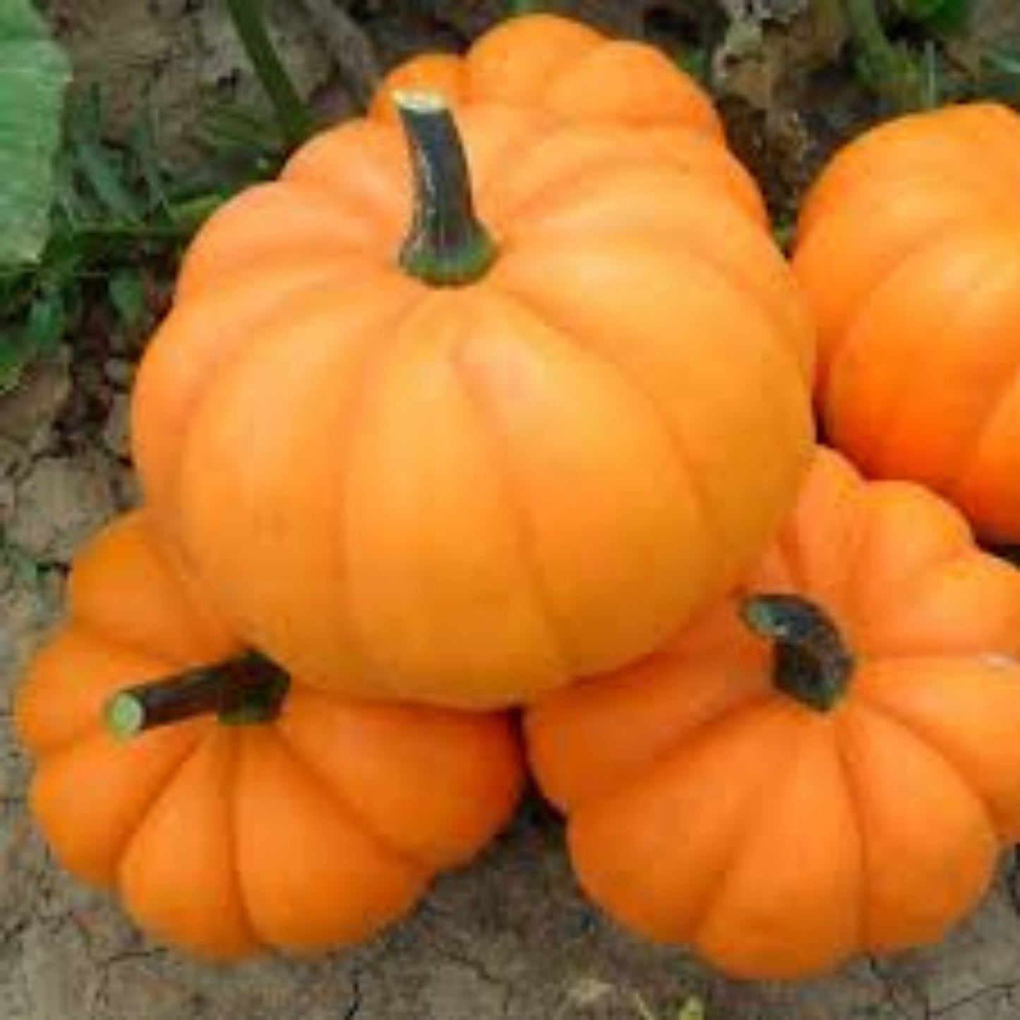 Orangita Pumpkin Seeds 10 Count – Small Orange Pumpkins Cucurbita pepo for Planting, Decorative and Harvesting