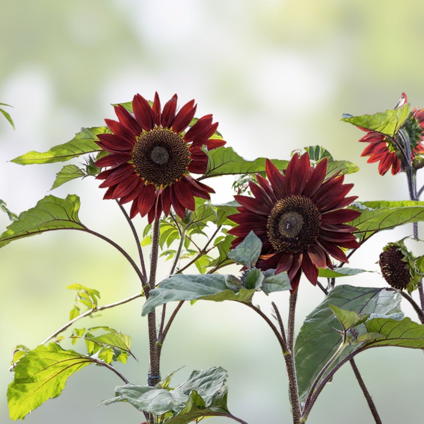 Red Sunflower Seeds for Planting - 20 Pack - Helianthus annuus - Bright Red Flower Seeds for Garden and Landscaping