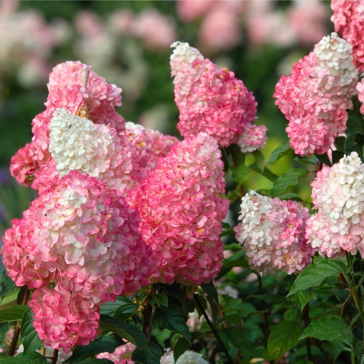 Vanilla Strawberry Hydrangea Cuttings 12+3 Free Unrooted, 5-7" Length, Organic Hardy Shrub, Hydrangea Paniculata