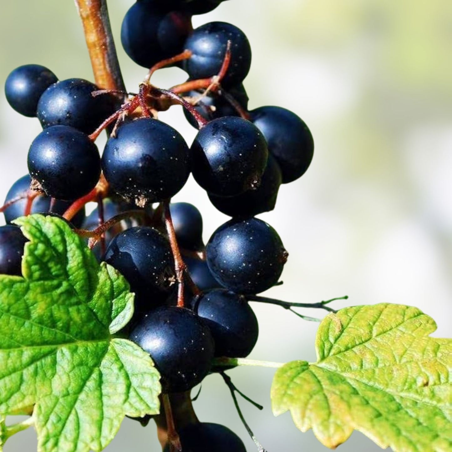 Black Currant Cuttings 10 Inches for Propagation - 12 Pcs Ribes nigrum | Fruit Bushes, Berry Plants, Garden Starter