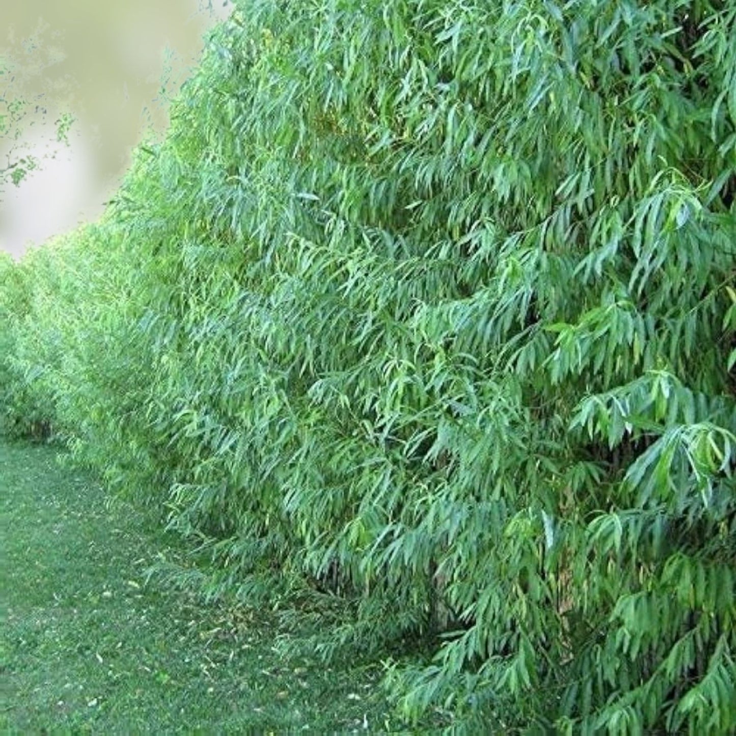 Fresh Cut Austree Hybrid Willow Tree Cuttings – Thick, Fast Growing Salix × sepulcralis, 40 Pieces