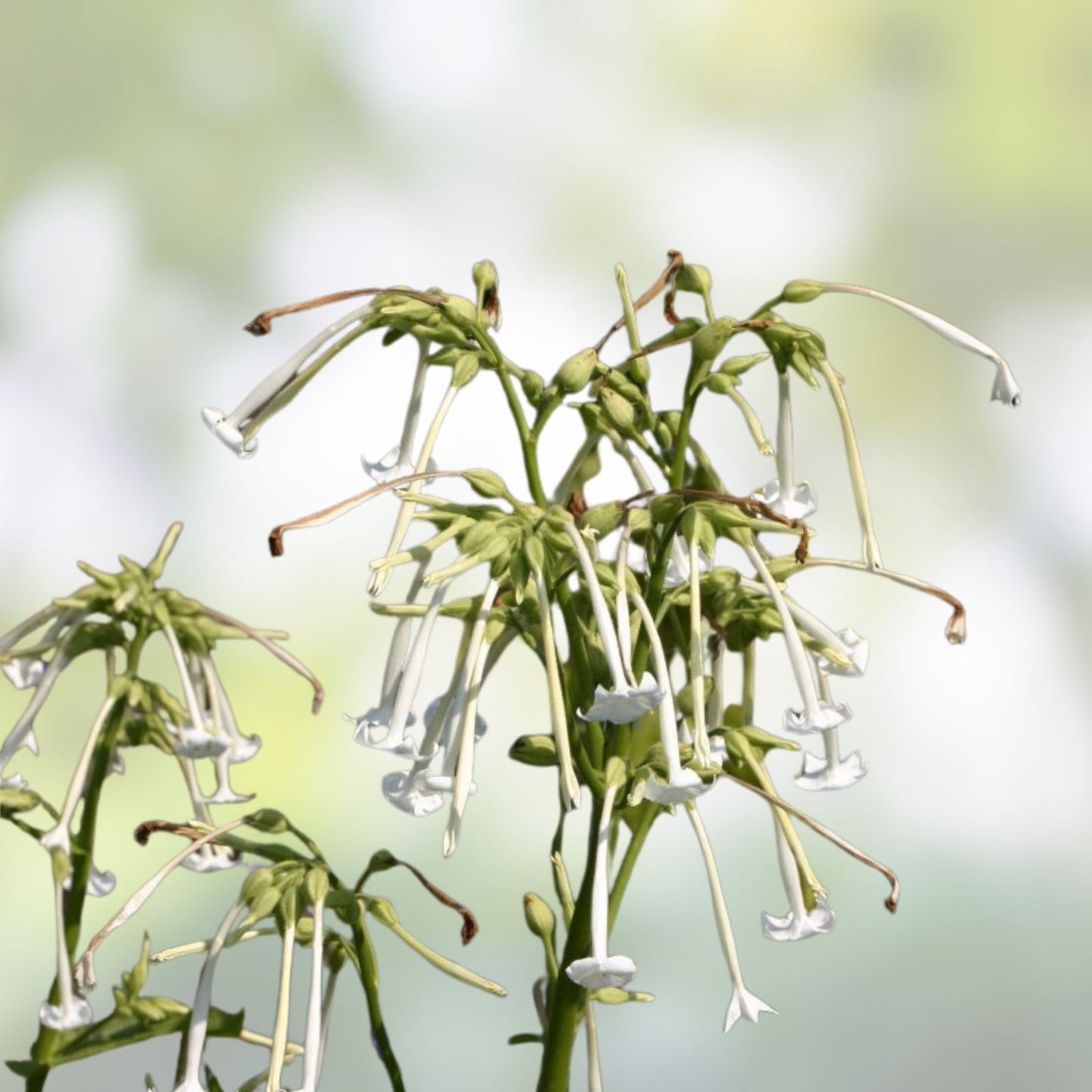 White Jasmine Flowering Tobacco Seeds – 1500+ Nicotiana sylvestris Tropical Herb for Garden and Landscape