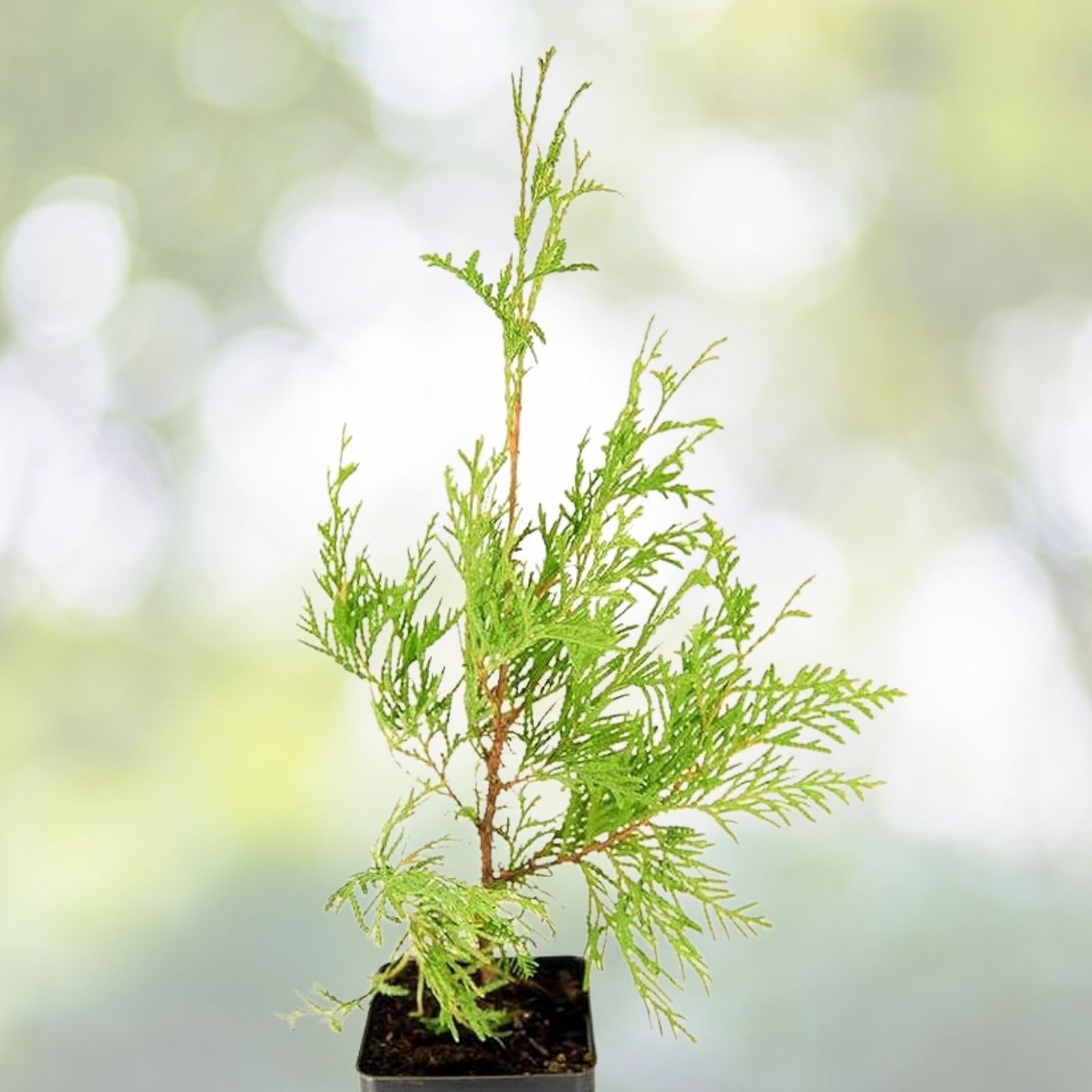 White Cedar Seeds - 50 Count - Thuja occidentalis - Hardy Evergreen Tree Seeds