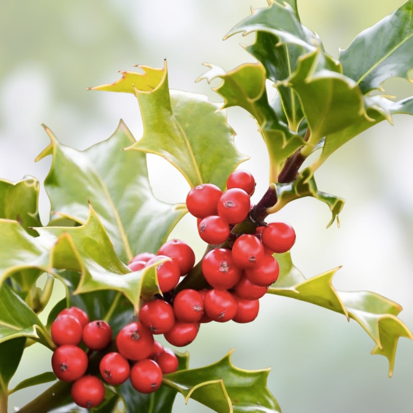 American Holly Seeds 30 Pack Ilex opaca for Hedges and Shrubs, Evergreen Tree Seeds, Native American Holly Plant