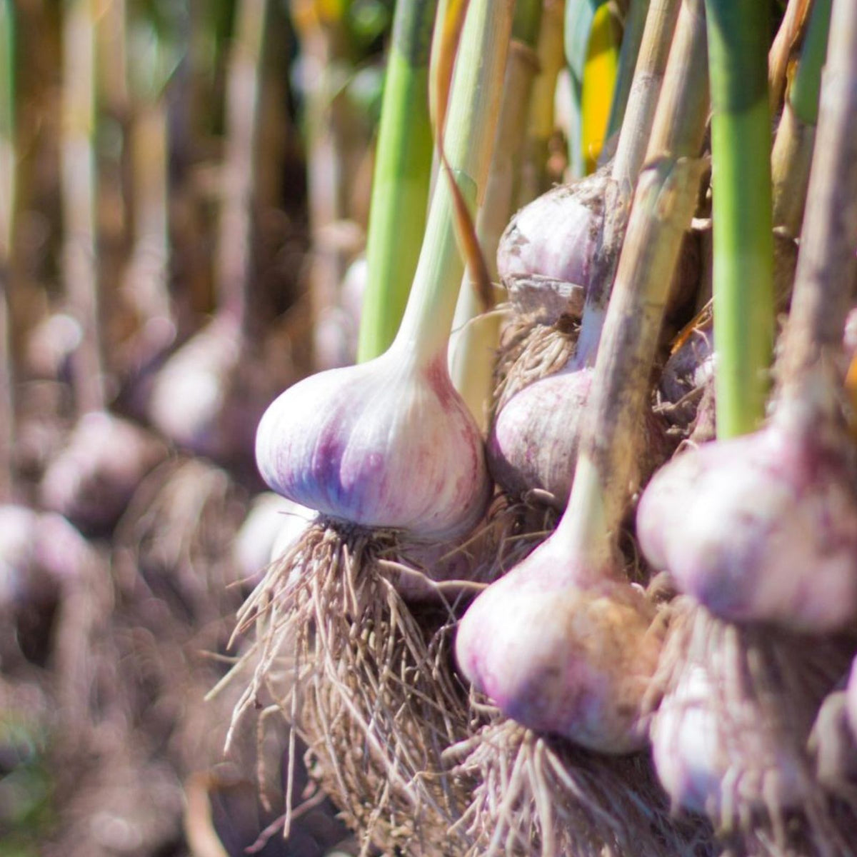 Garlic Cloves 20 Count - 10 Sprouted for Planting, 10 Non-Sprouted - All Year Good - Allium sativum
