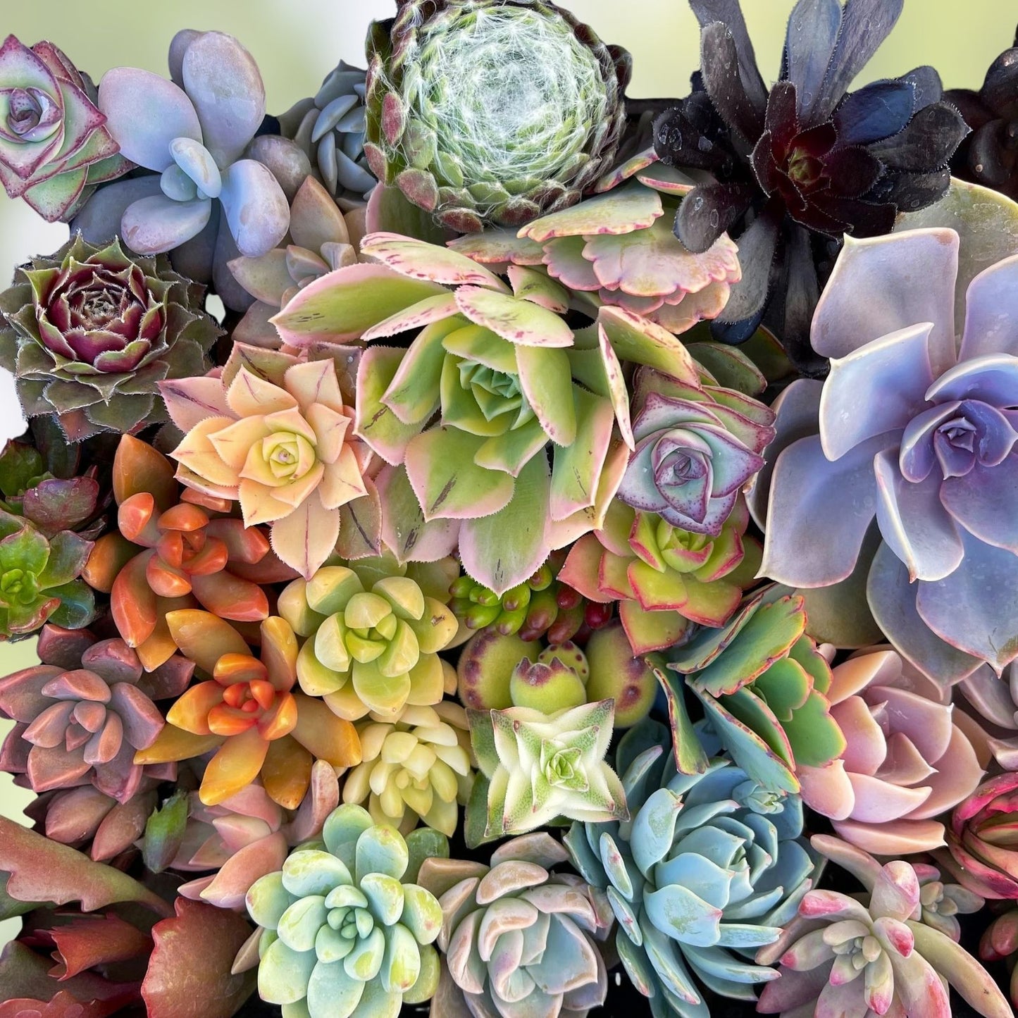 Cactus Cutting Succulent #52 Unique Variety for Plant Propagation Ideal for Home Decor and Gardening