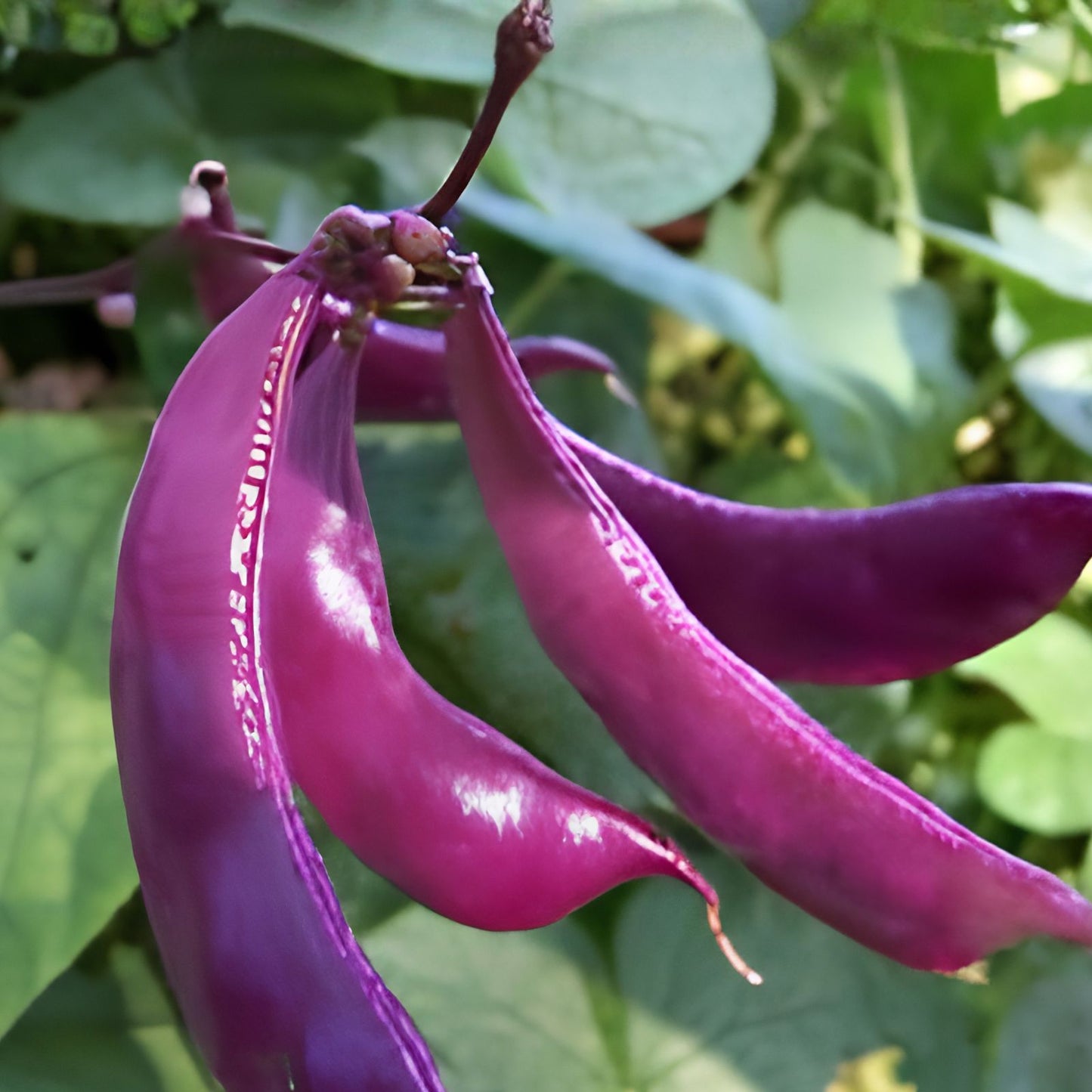 Non-GMO Purple Hyacinth Bean Seeds, 30 Pcs, Red Leaved Vine, Dolichos lablab, Purple Flowering Plant Seeds