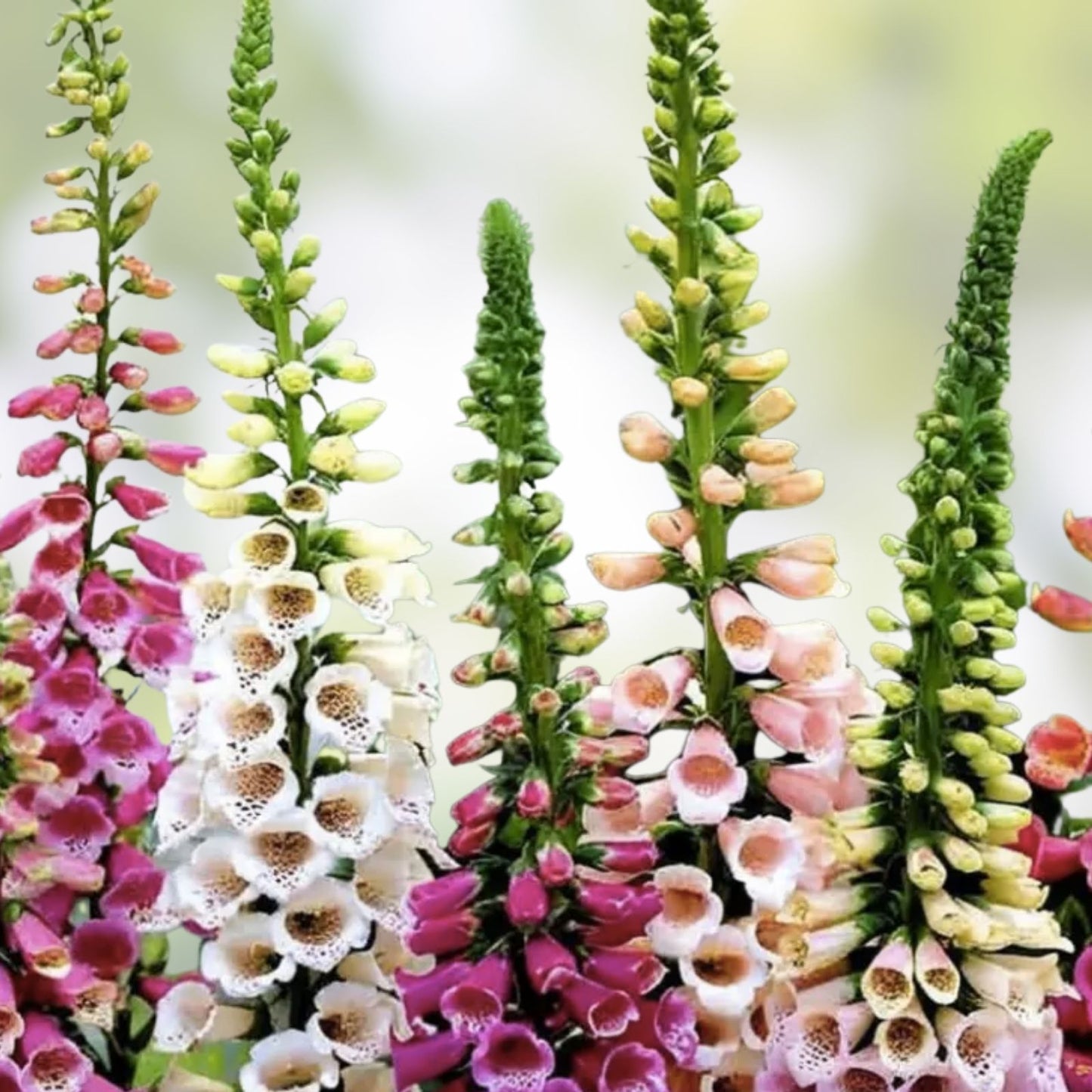 Foxglove Flower Seeds - Mixed Color, Over 1,000 Seeds, Digitalis purpurea, Perennial Garden Flower Seeds