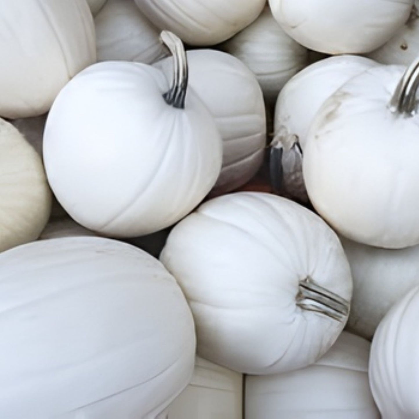 Snowball Pumpkin Seeds 10 Pack White Variety Cucurbita pepo for Planting, Decorative and Culinary Use