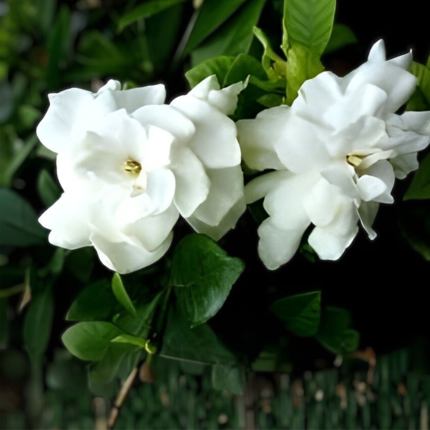 Heirloom Gardenia Bush 6" White Flowering Cape Jasmine Shrub Live Rooted Plant Gardenia jasminoides