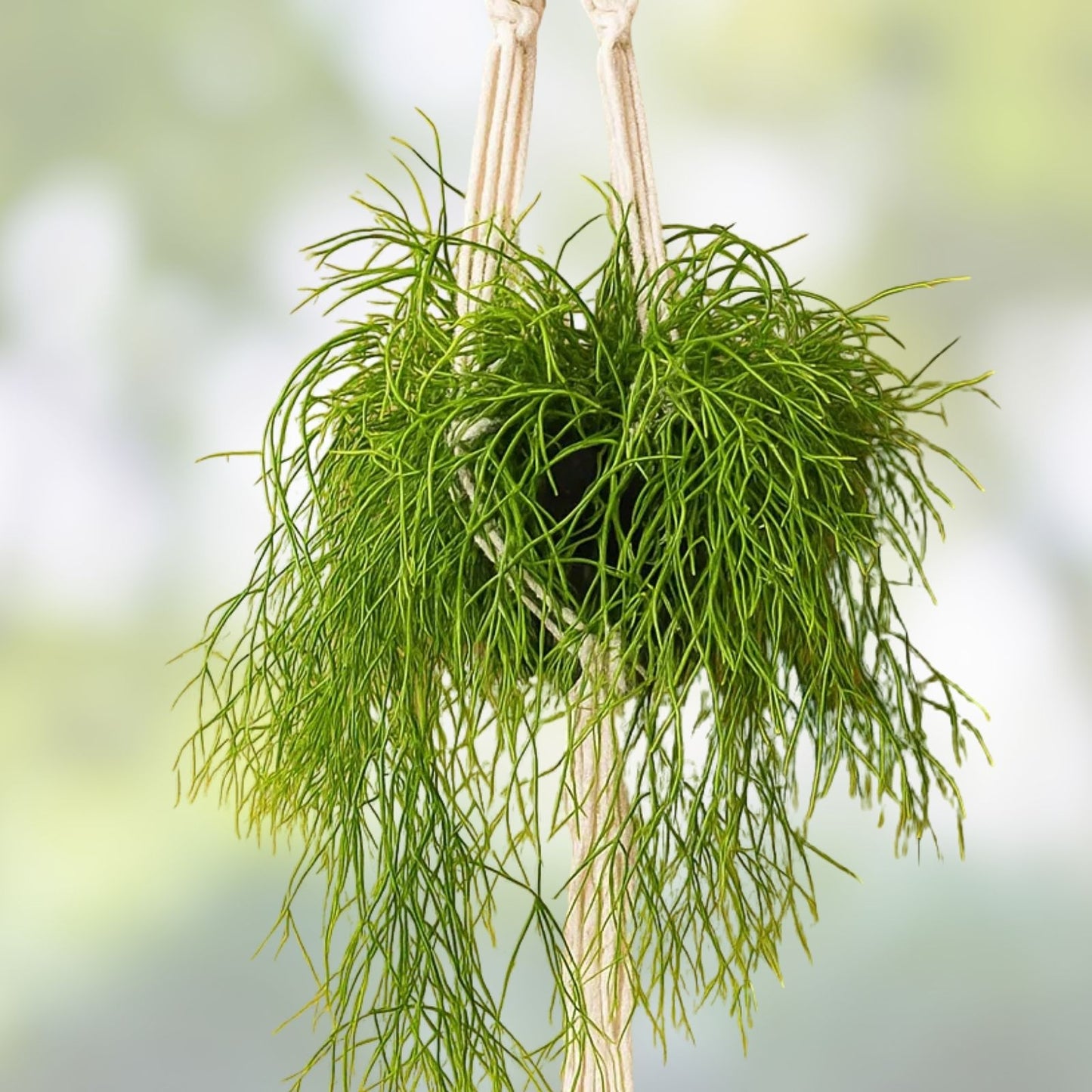 Mistletoe Cactus Cutting | Rhipsalis baccifera | Unique Indoor Plant Decoration | Hanging or Potted Succulent Plant