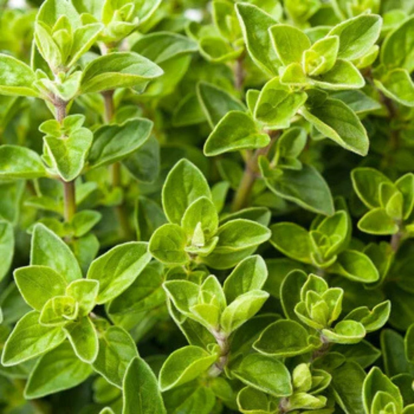 Oregano Seed Pack 100 Heirloom Non-GMO Italian Herb Seeds Culinary Gardening Origanum vulgare