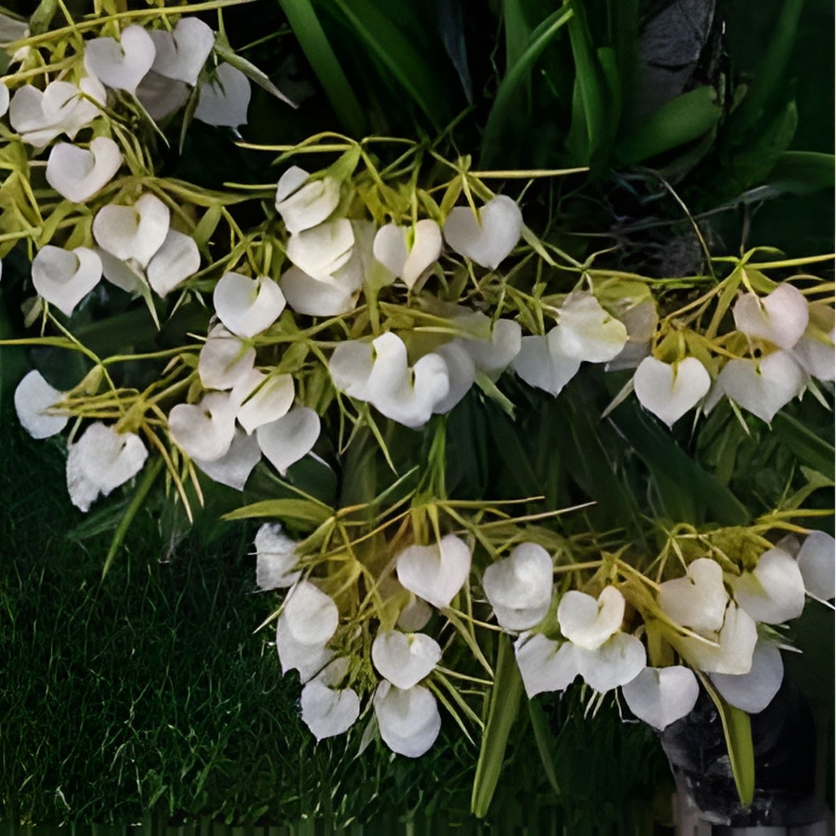 Brassavola Nodosa Orchid Plant in 8" Clay Pot - Exotic Fragrant Orchid for Home Decor - Brassavola Nodosa