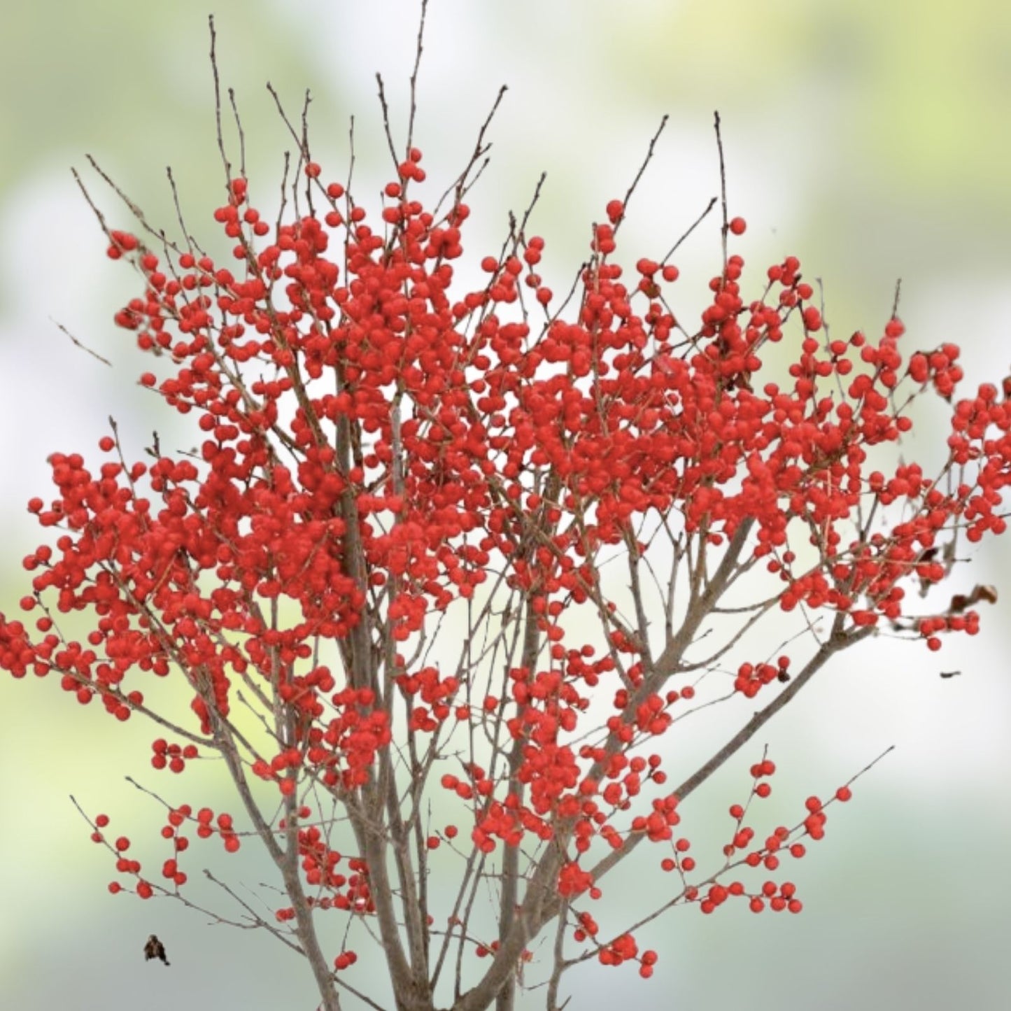 Winterberry Holly Cuttings 6-Pack with Red & Yellow Berries, Ilex verticillata, Decorative Garden Plant Propagation Material