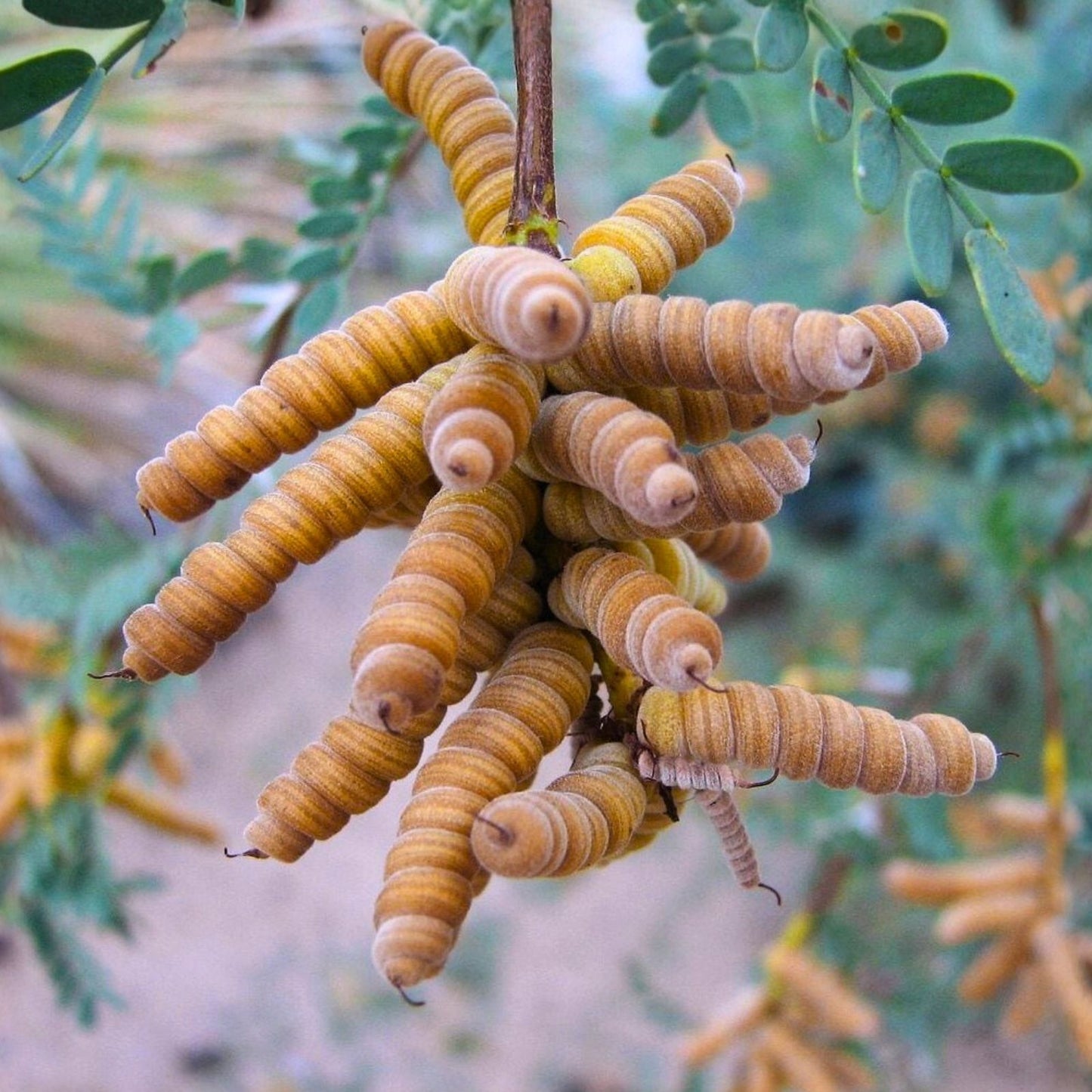 Screw Bean Mesquite Tree Seeds - 10 Pods - Prosopis Pubescens - Drought-Tolerant Native Landscaping Plant