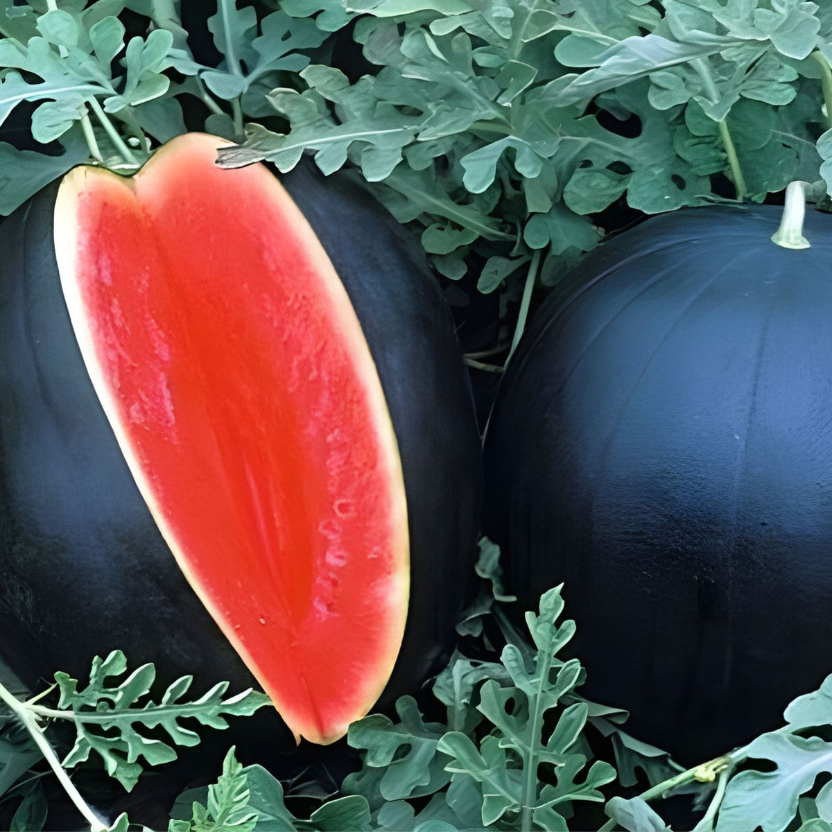 Swiss Chard Seeds 500 Heirloom Ruby Red Non-GMO Beta vulgaris subsp. cicla Vegetable Seeds
