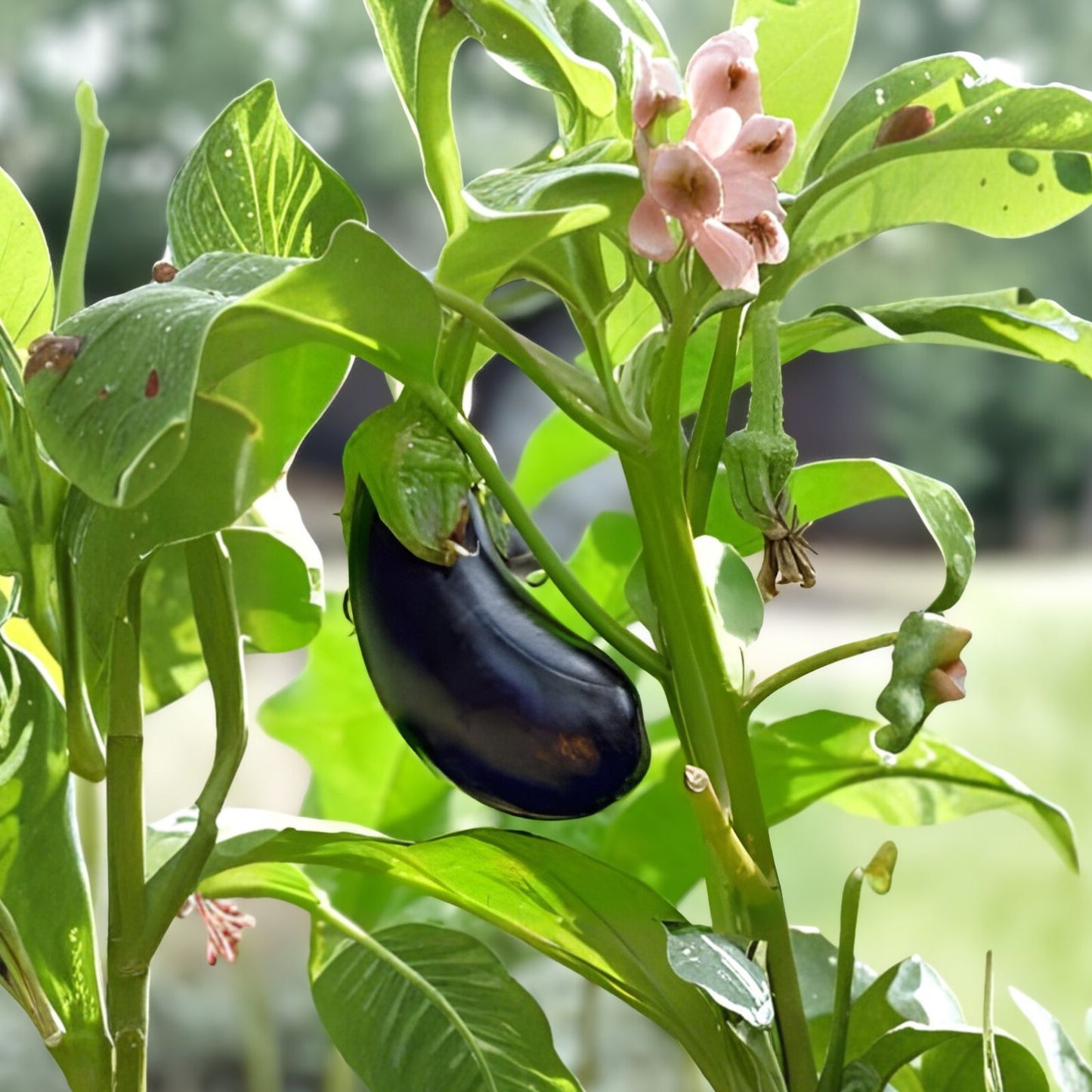 Black Beauty Eggplant Seeds 500 Count - Heirloom Non-GMO Vegetable Seeds - Solanum melongena