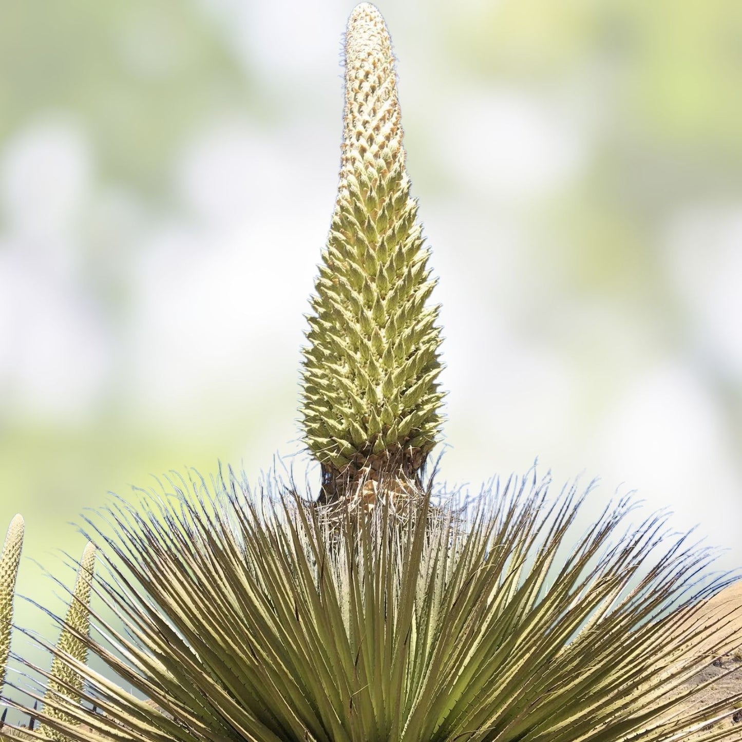 Queen of The Andes Seeds - 10 Pack for Planting - Rare Puya Raimondii Exotic Plant Seeds