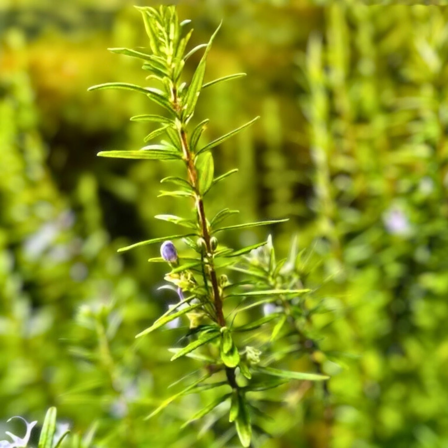 Rosemary Clippings 10 Fresh Cuttings Herb Plant for Cooking Rosmarinus officinalis