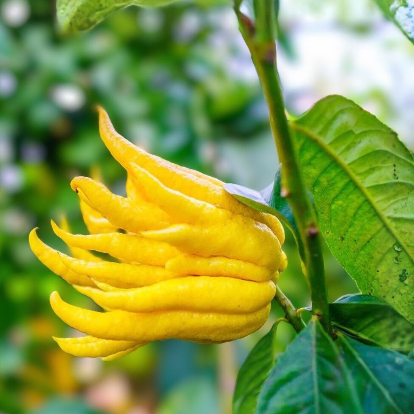 Grafted Buddha Hand Citrus Tree 1-2 Feet - Unique Fruit Tree in Pot with Soil - Citrus medica var. sarcodactylis