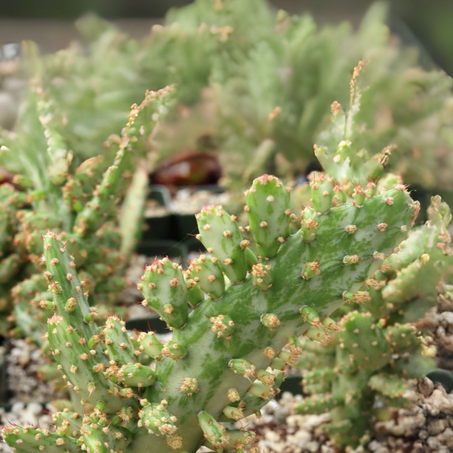 Variegated Joseph's Coat Cactus with Roots - Colorful Succulent Plant - Euphorbia tirucalli