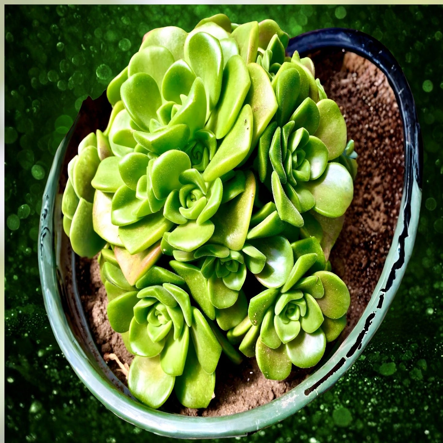 Succulent Plant 2" Green Rosette Aeonium Decorum Indoor Garden Decor, Live Succulent Plant, Easy Care Houseplant