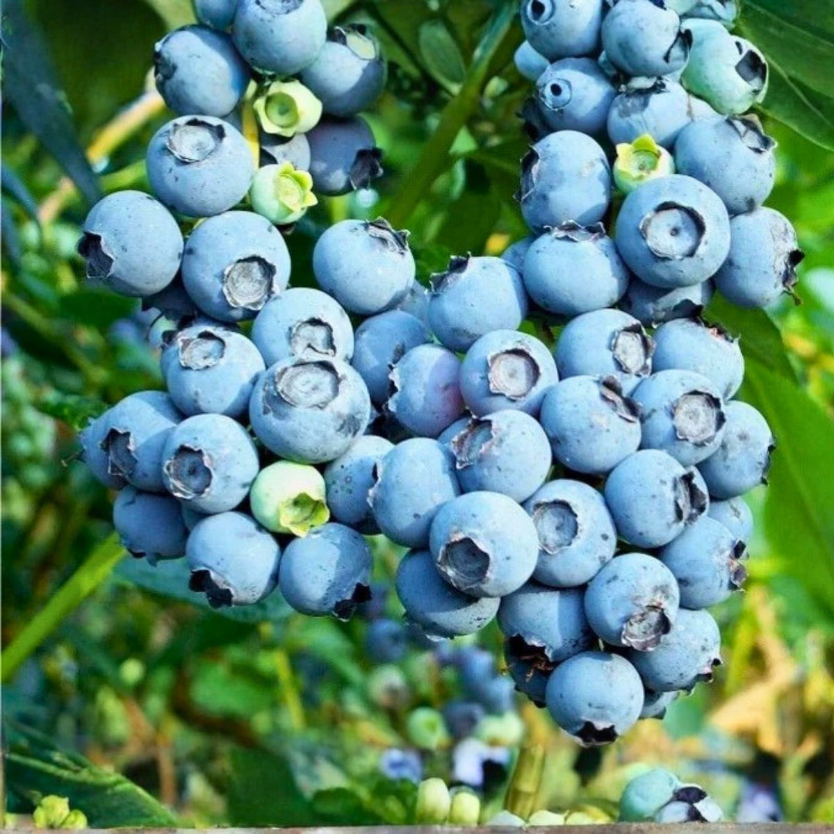 Northern Highbush Blueberry Seeds 250+ Heirloom Non-GMO USA Grown Perennial Vaccinium corymbosum