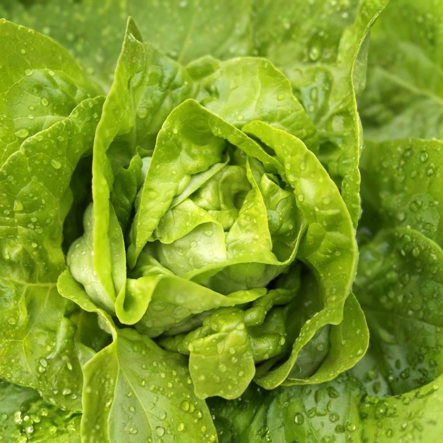 Heirloom Bibb Leaf Lettuce Seeds Non-GMO 25+ for Garden Planting Lactuca sativa, Salad Greens, Organic Vegetable Seeds