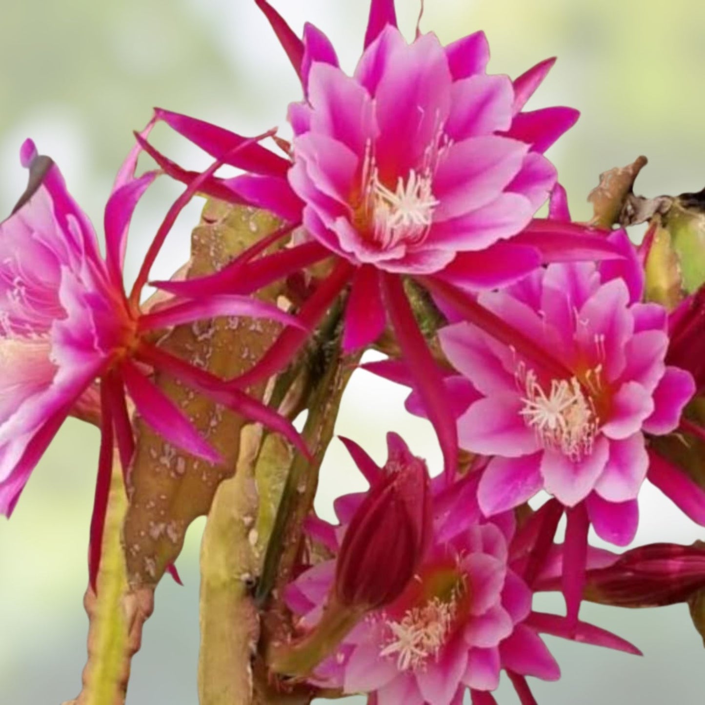 Epiphyllum Cuttings 8-10 inches Jesus Variety Orchid Cactus Epiphyllum spp.