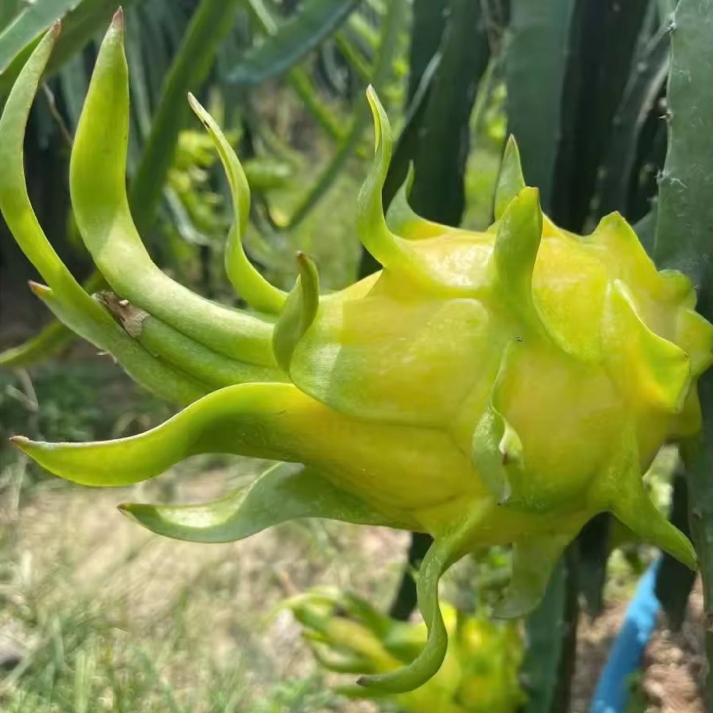 Yellow Dragon Fruit Cutting 3-4 Inches Palora Variety Fresh Plant Hylocereus undatus