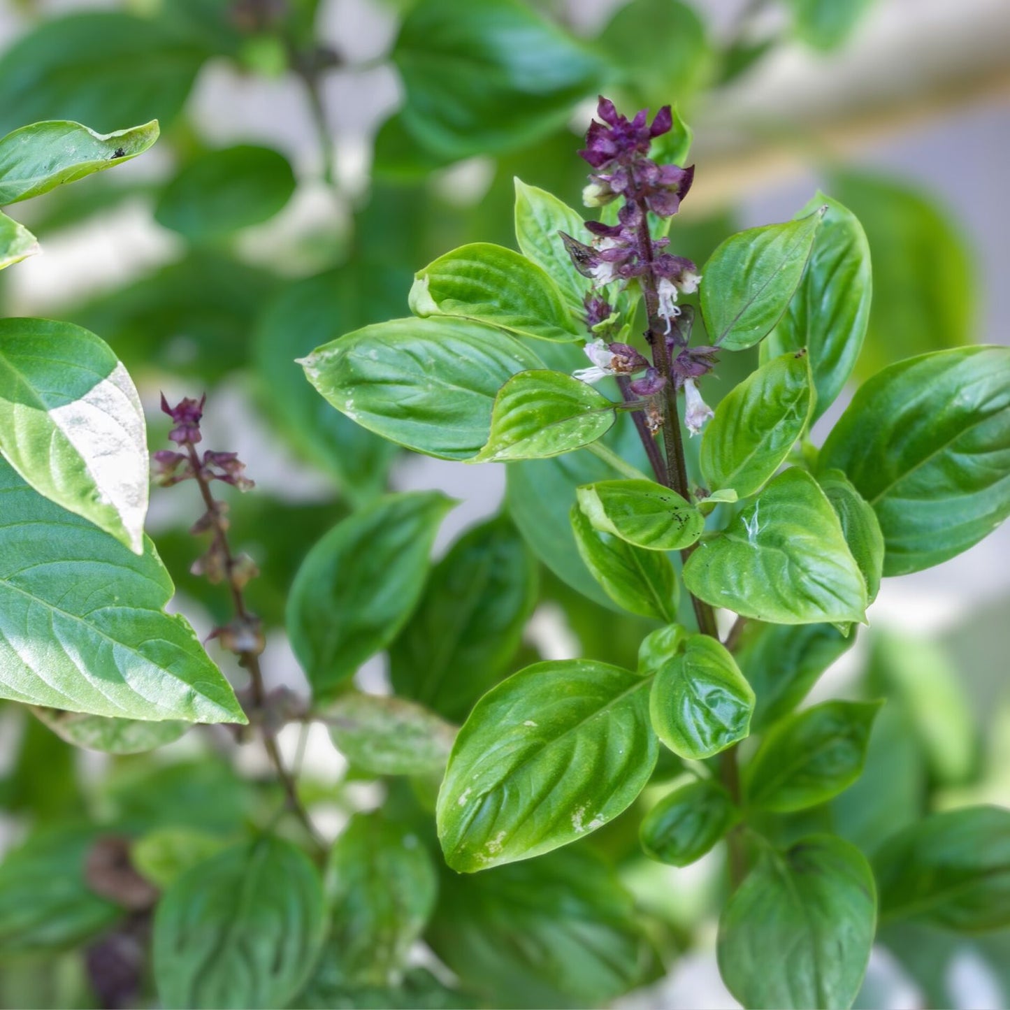 Licorice Basil Seeds - 50 Count Non-GMO Culinary Herb Pack - Ocimum basilicum - Flavorful Herb for Cooking and Gardening