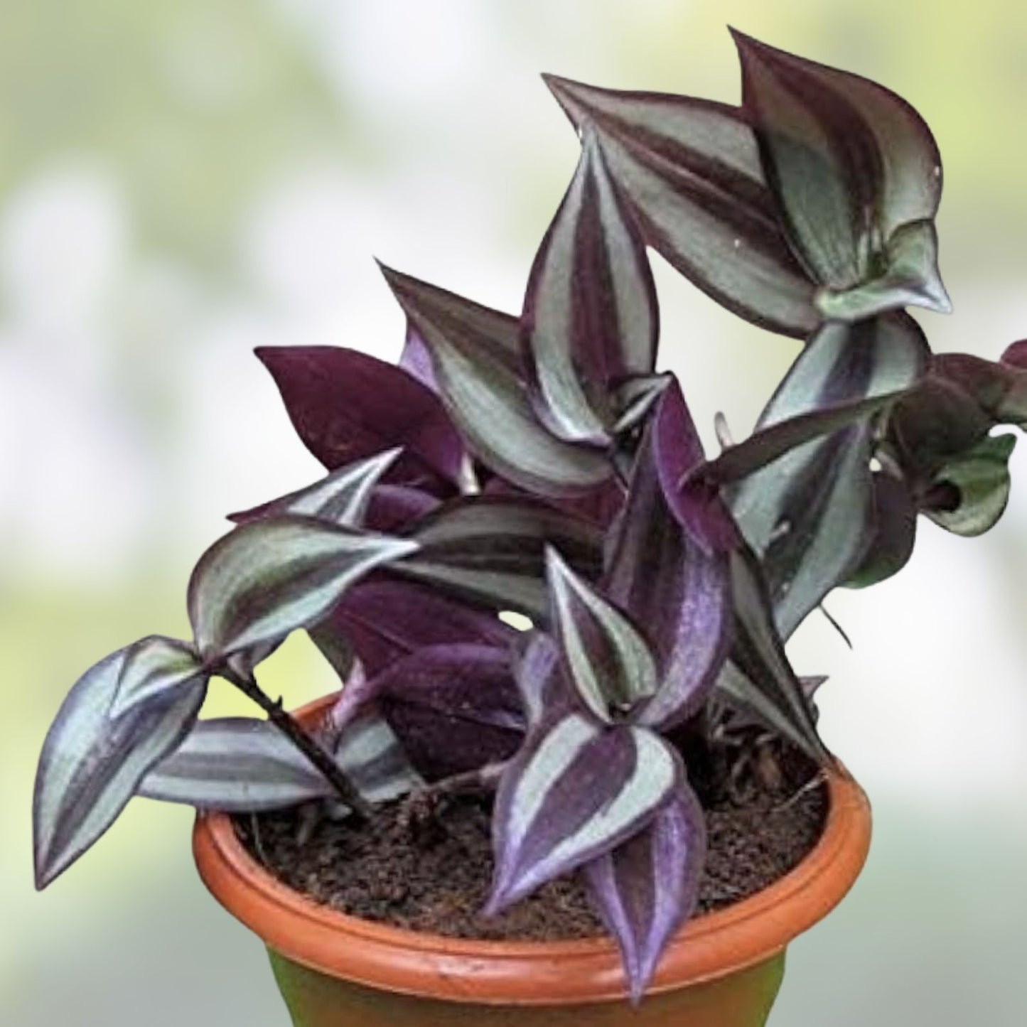 Wandering Jew House Plant Combo Assortment - Tradescantia Zebrina & Pallida - Indoor Greenery Set