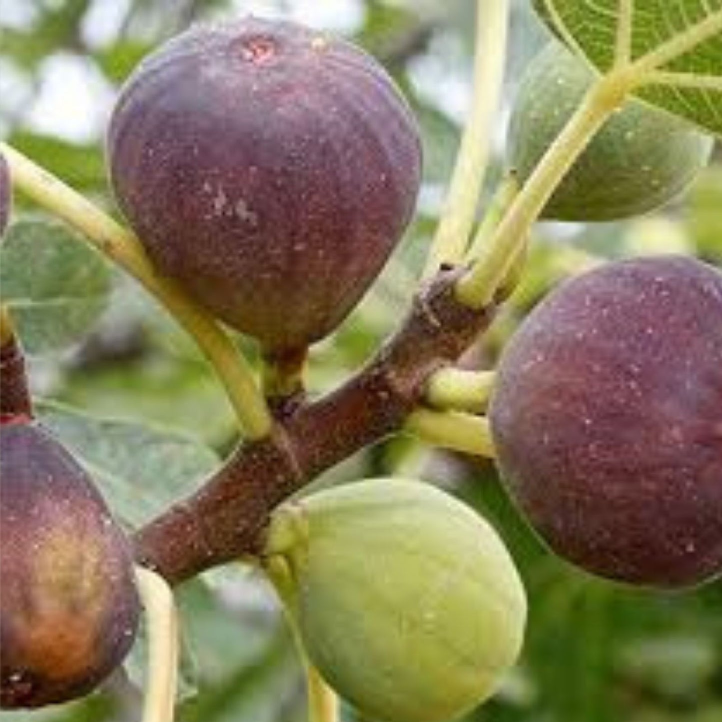 Fresh Fig Tree Cuttings - 10 Inch, Unrooted, 7 Ficus carica Plant Cuttings for Gardening and Propagation