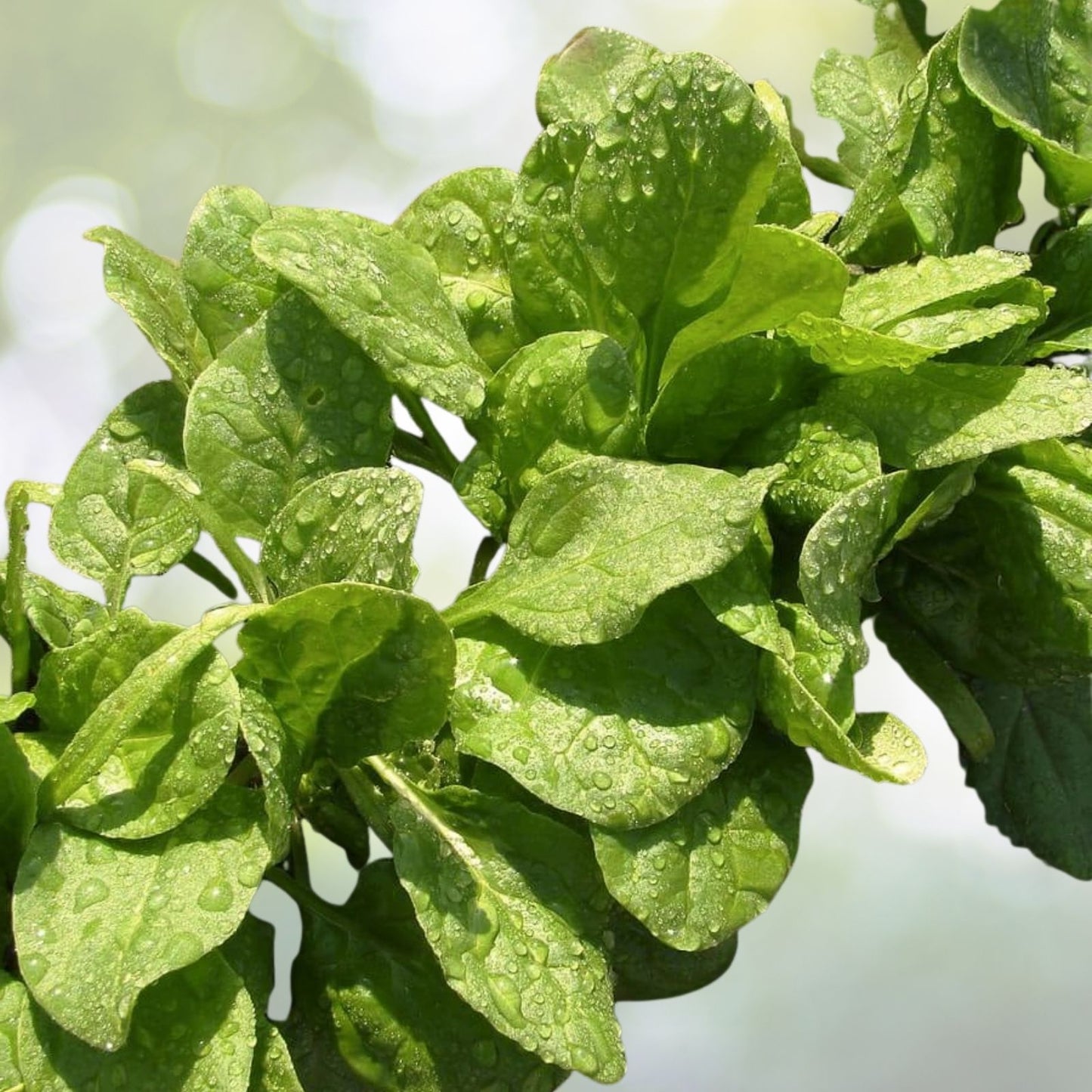 200+ Spinach Seeds Viroflay Spinach (Spinacia oleracea) Heirloom Vegetable Seeds for Home Gardening USA