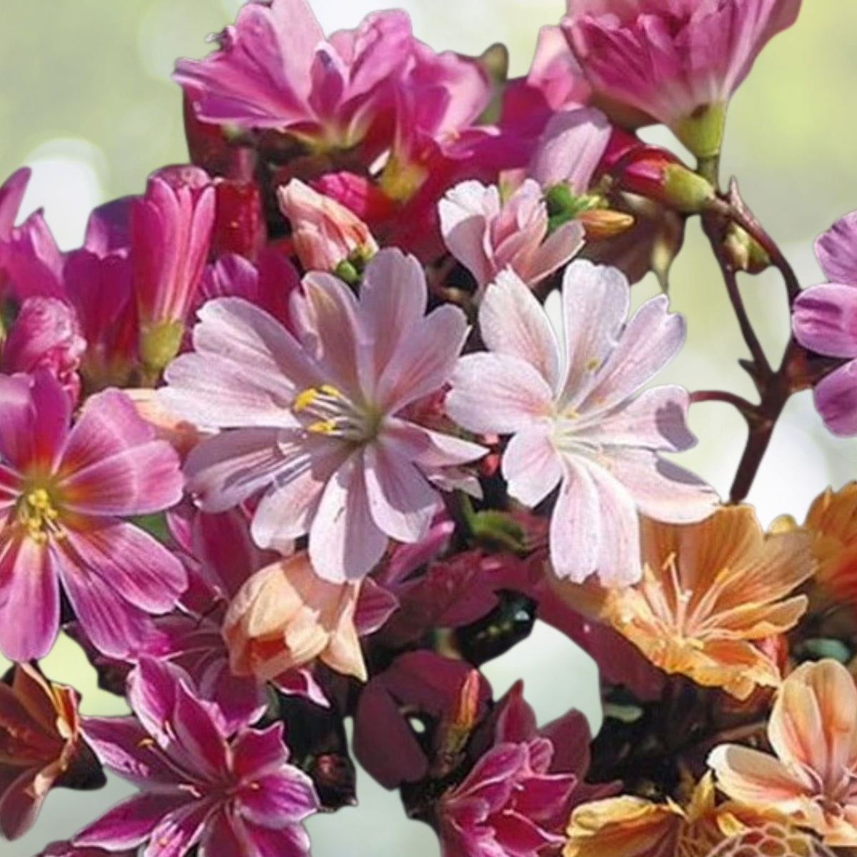 Lewisia Seeds Caramel Flair 35 or 100 Non-GMO Flower Seeds Garden Planting Lewisia spp.