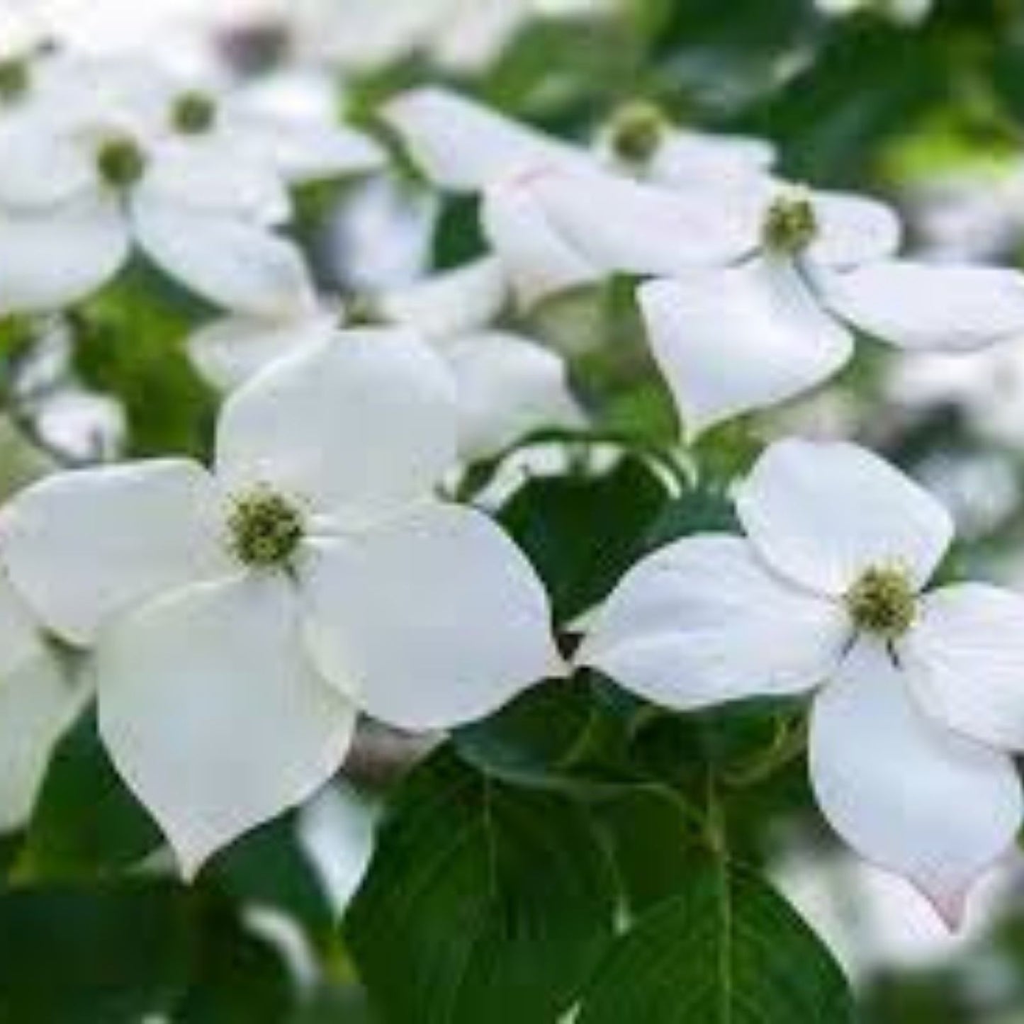 Flowering Kousa Dogwood Seeds for Planting - Cornus kousa - Ornamental, Hardy, Fast-Growing with White Flowers