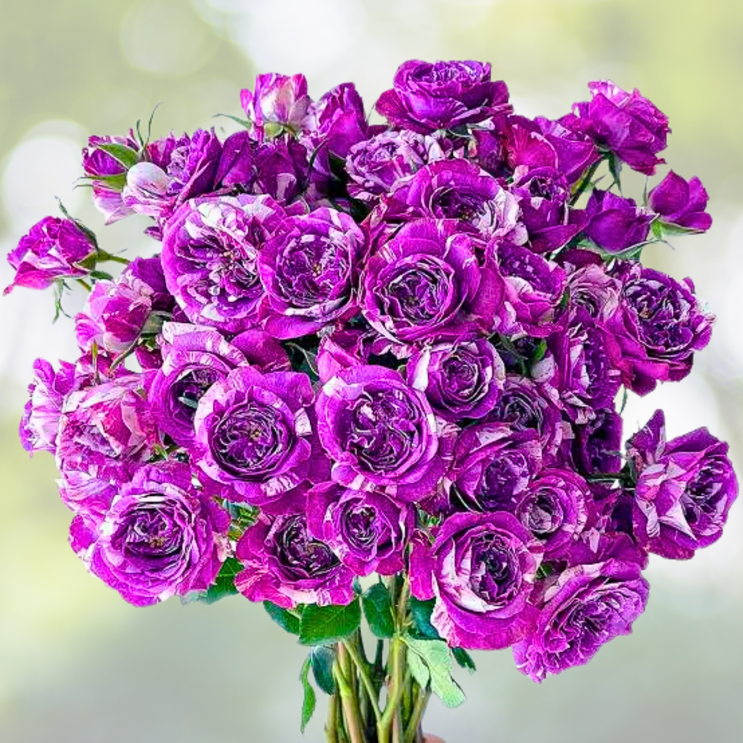 20pcs Scented Jewel Rose Seeds, Purple & White Floribunda Variety, Fragrant Flowers, Rosa spp.