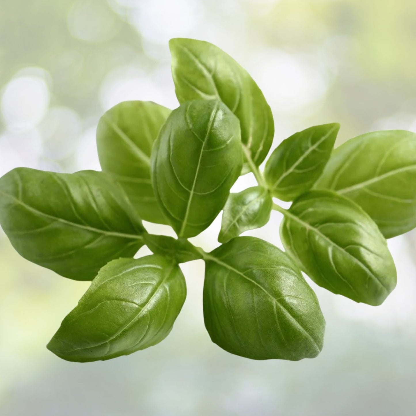 Italian Large Leaf Basil Seeds - 200+ Pack, Ocimum basilicum - Perfect for Culinary Use and Home Gardening