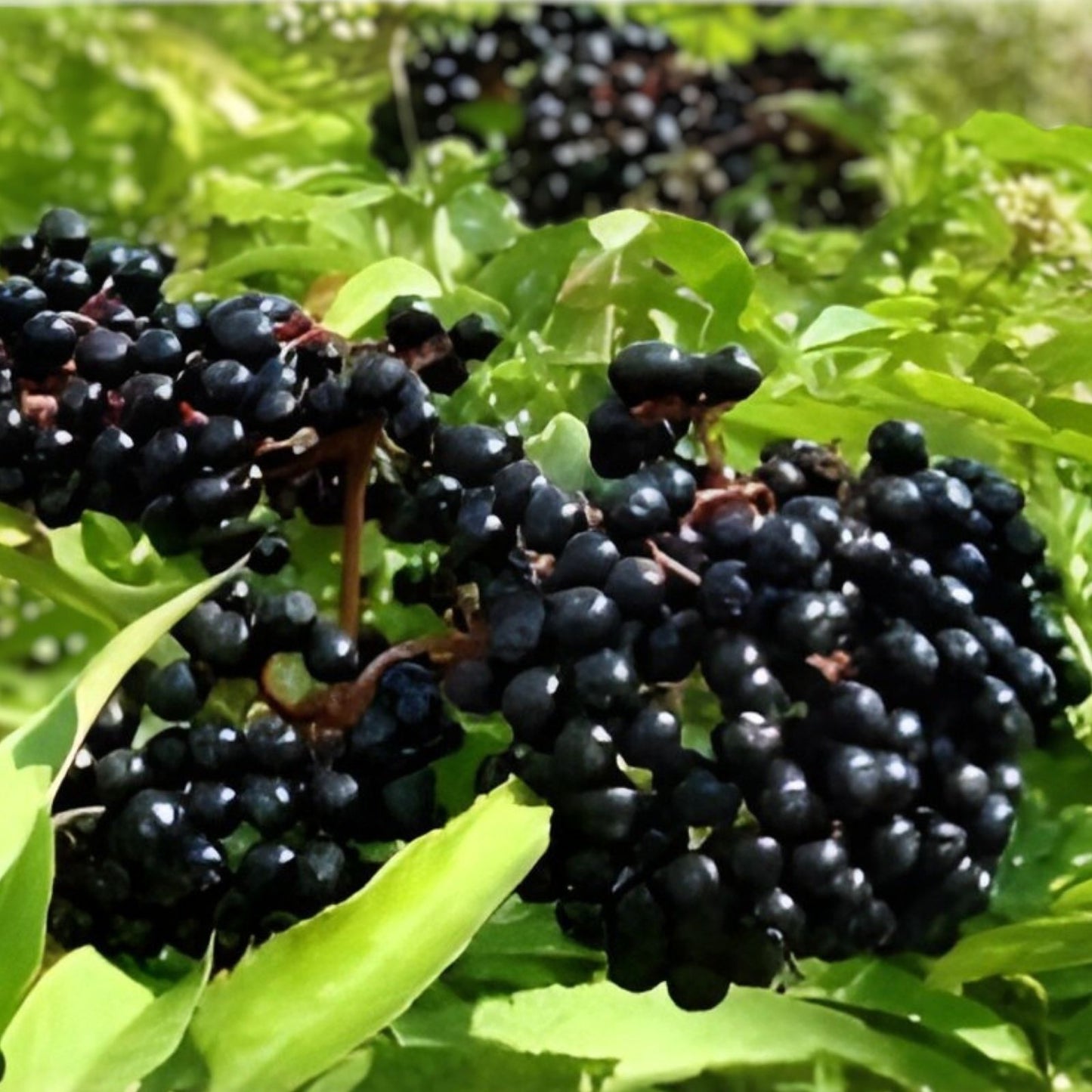 Fresh Elderberry Cuttings - 2 Black Bearing Sambucus nigra Planting Material for Home Garden