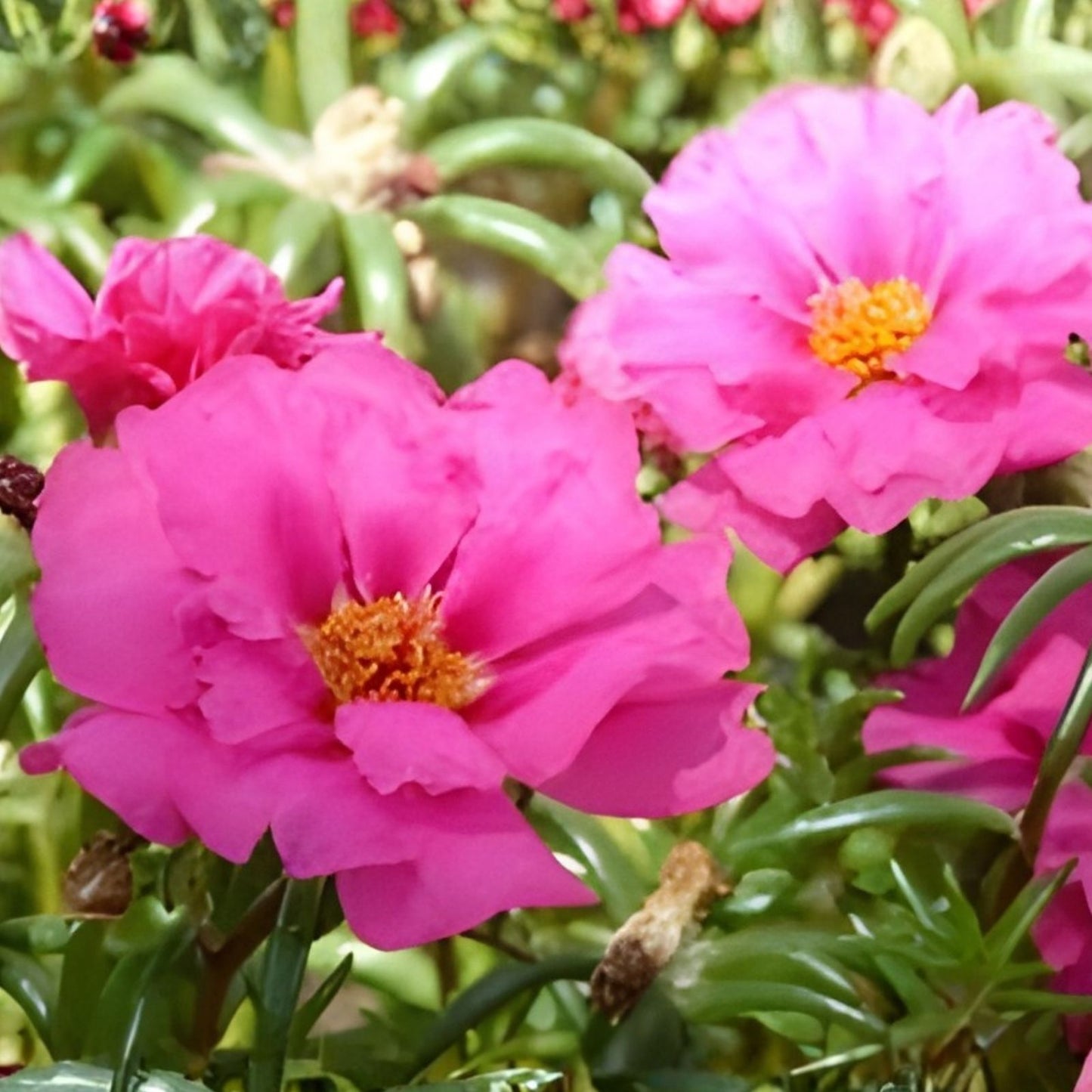 Moss Rose Cuttings 10 Unrooted Dancing Pink Portulaca Grandiflora Succulents Garden Plant