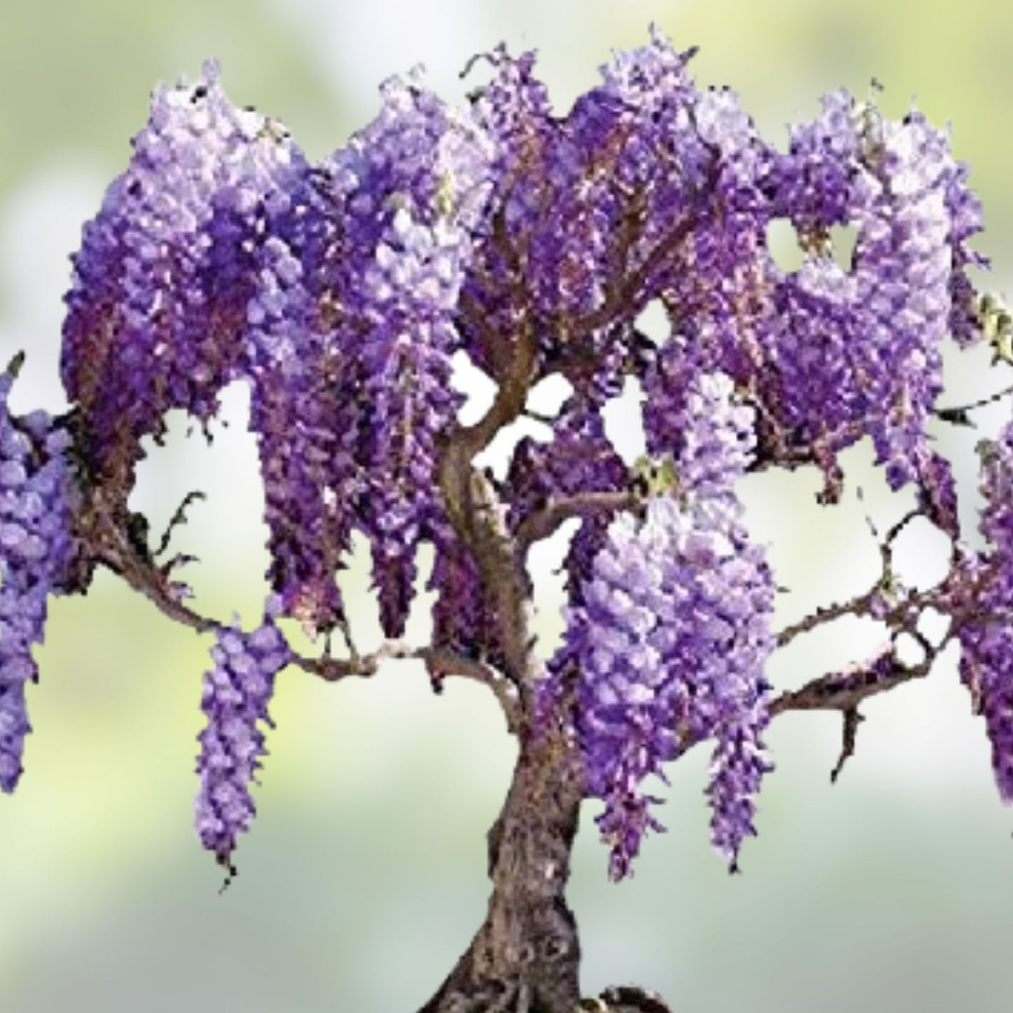 Flowering Bonsai Tree Seed Bundle #2 – All Flowering Varieties, Vibrant Colors, Mixed Seeds, Various Species