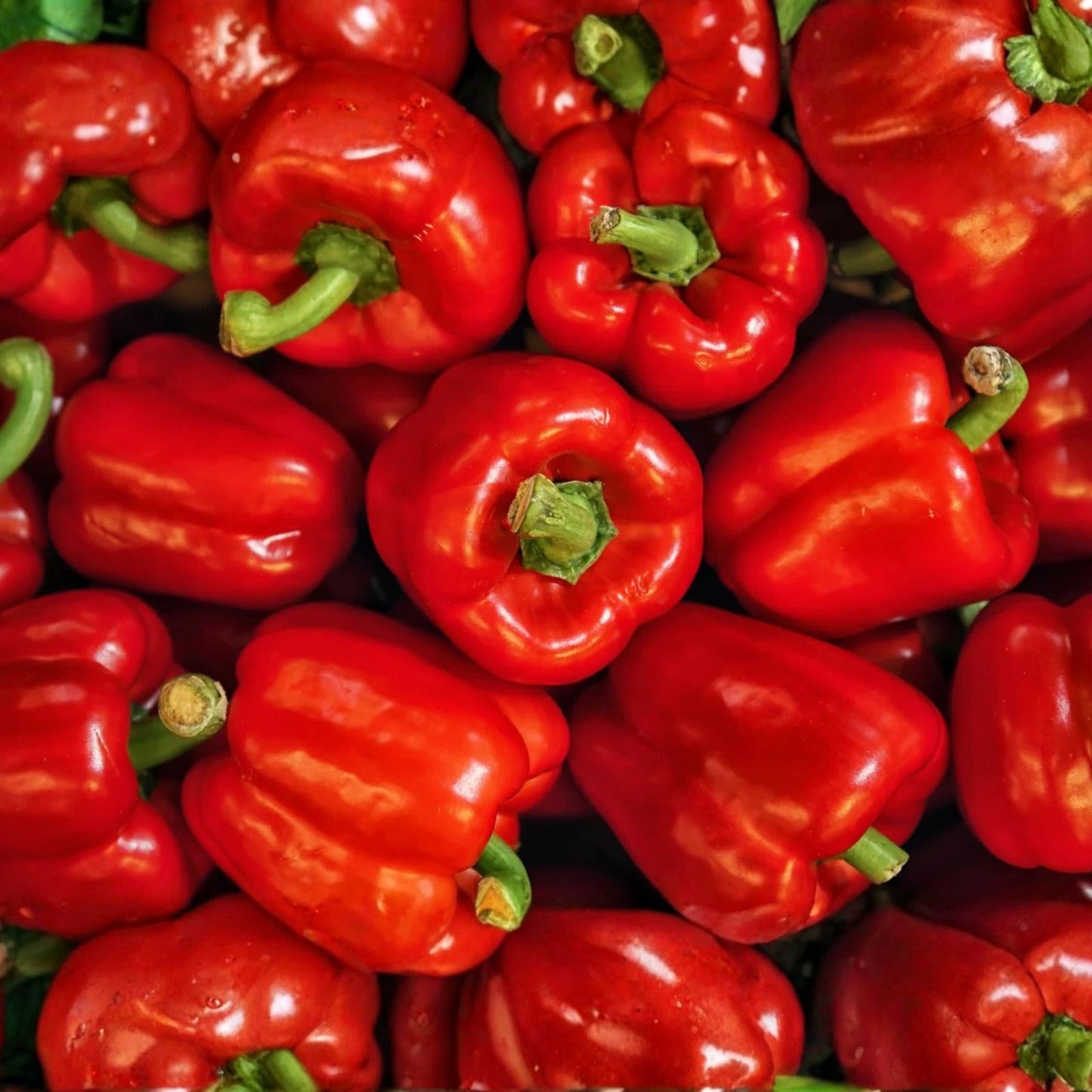 Sweet Red Girl Bell Pepper Seeds 100 Count, Capsicum annuum, Non-California Sale, Heirloom Vegetable Seeds