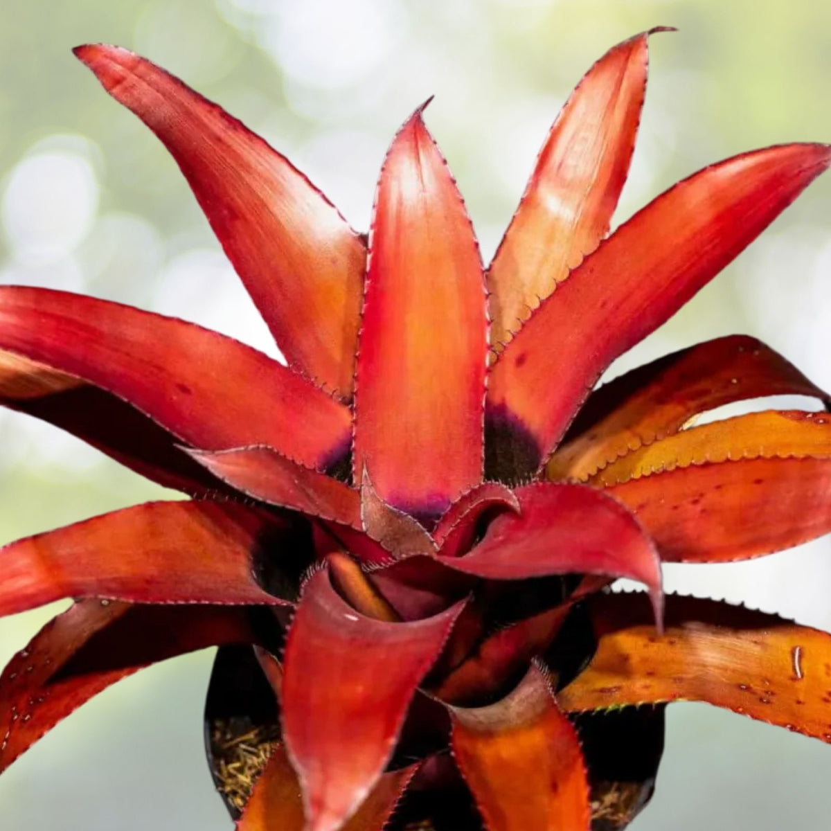 Bromeliad Plant 6 Inch Pot Neoregelia Eleutheropetala Red Tropical Indoor Houseplant