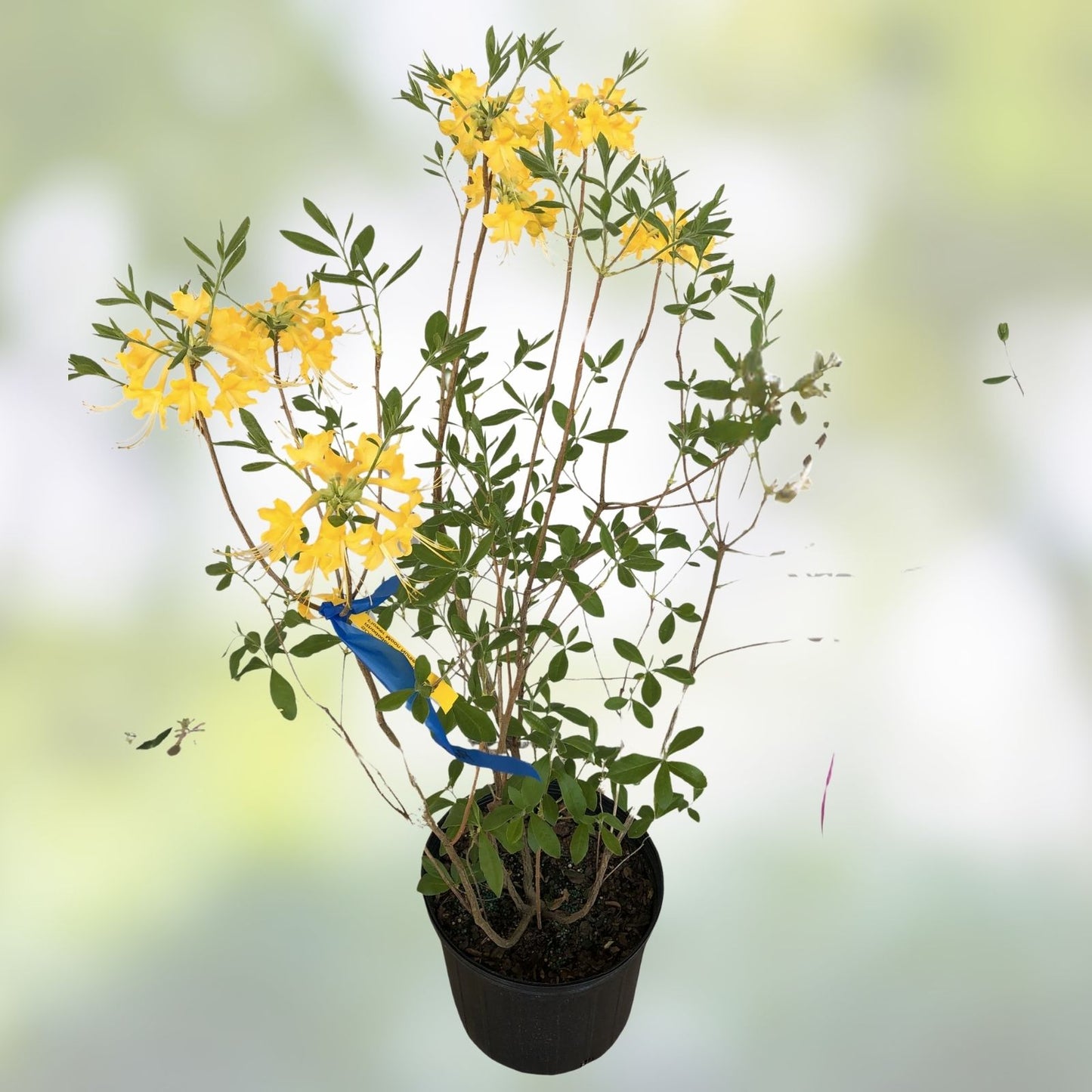 Aromi Azalea Starter Plant - Lemonade Variety - Rhododendron spp, - Deciduous Shrub for Gardens and Containers